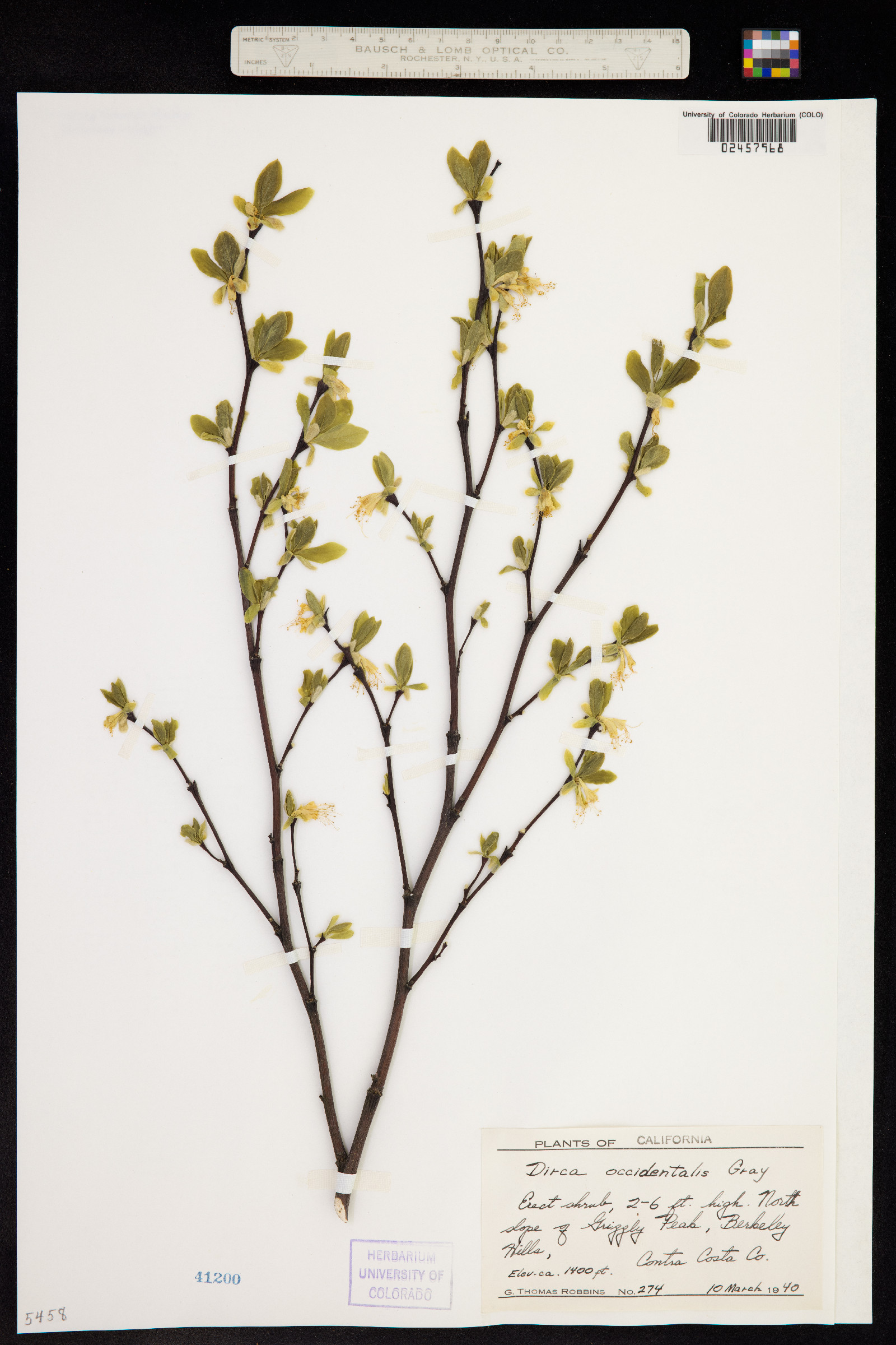 Dirca occidentalis image