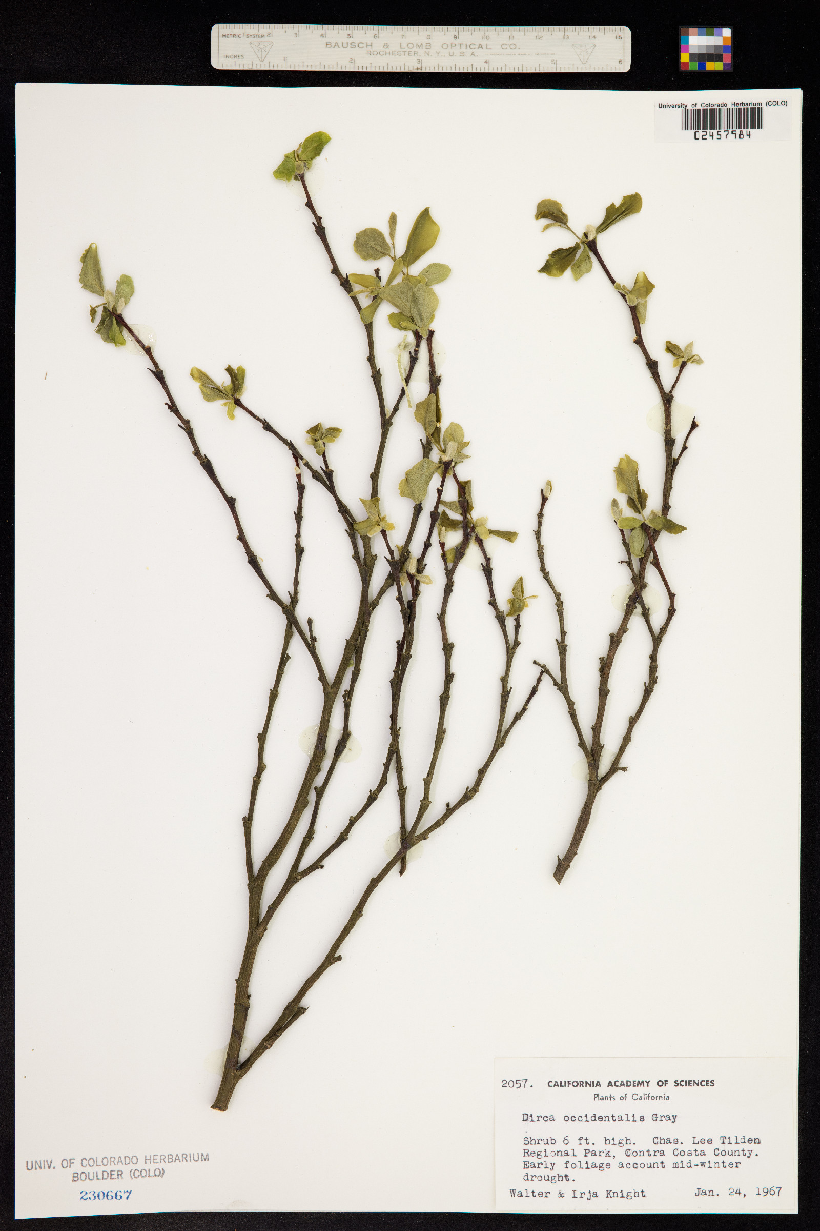 Dirca occidentalis image