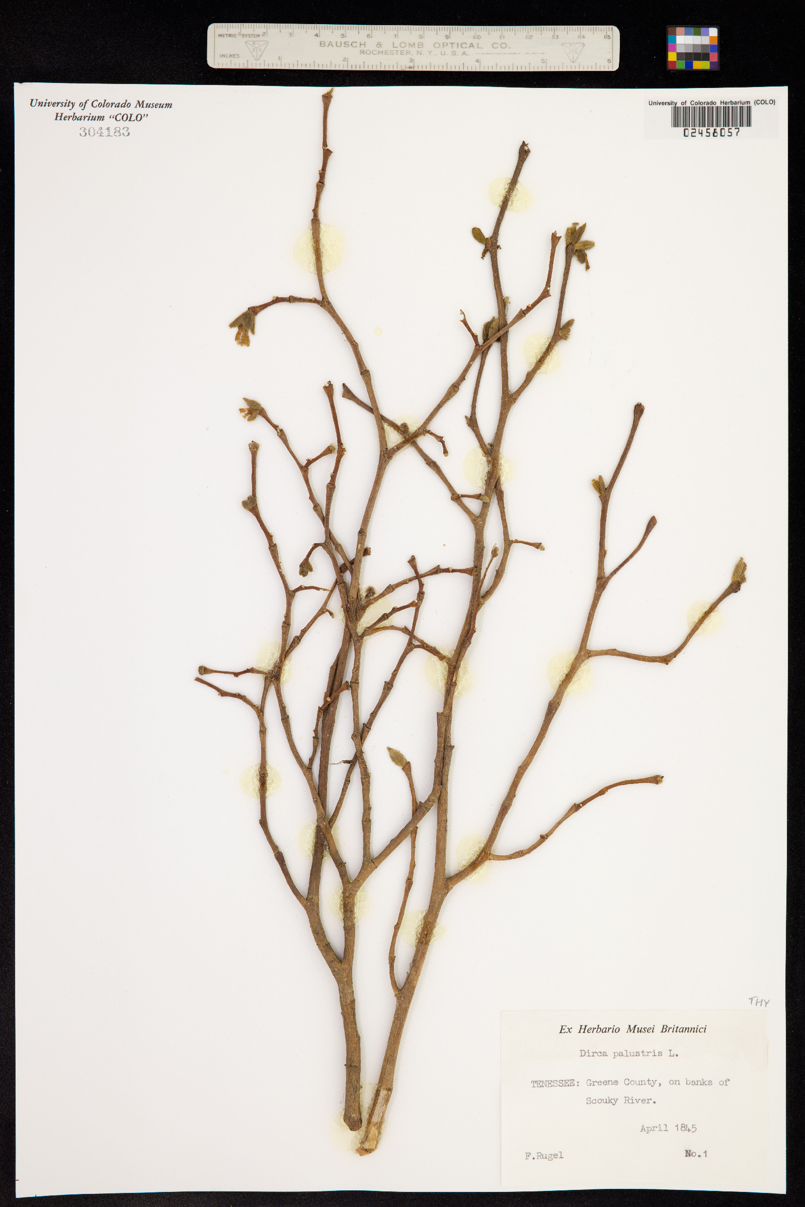 Dirca palustris image