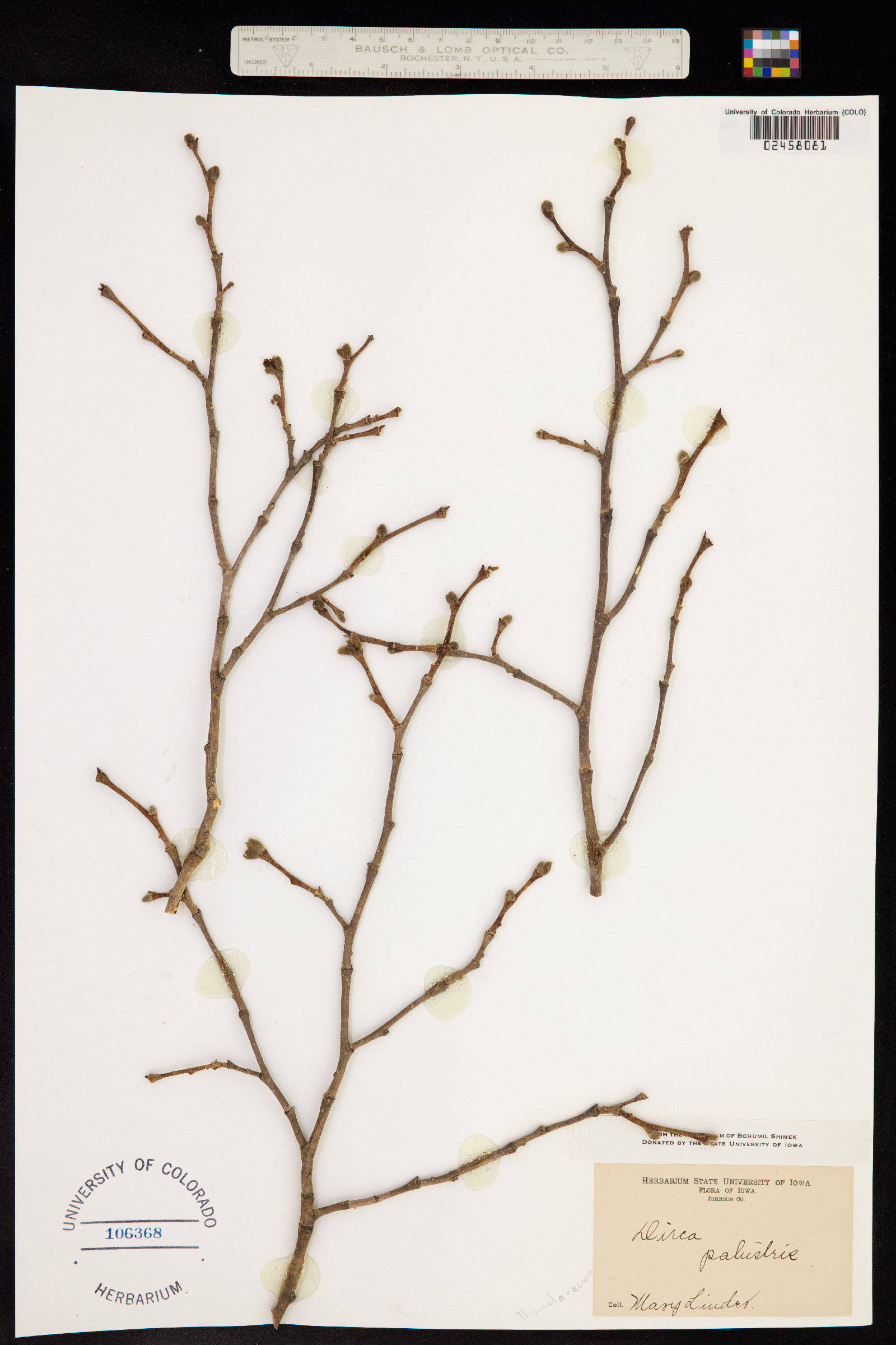 Dirca palustris image