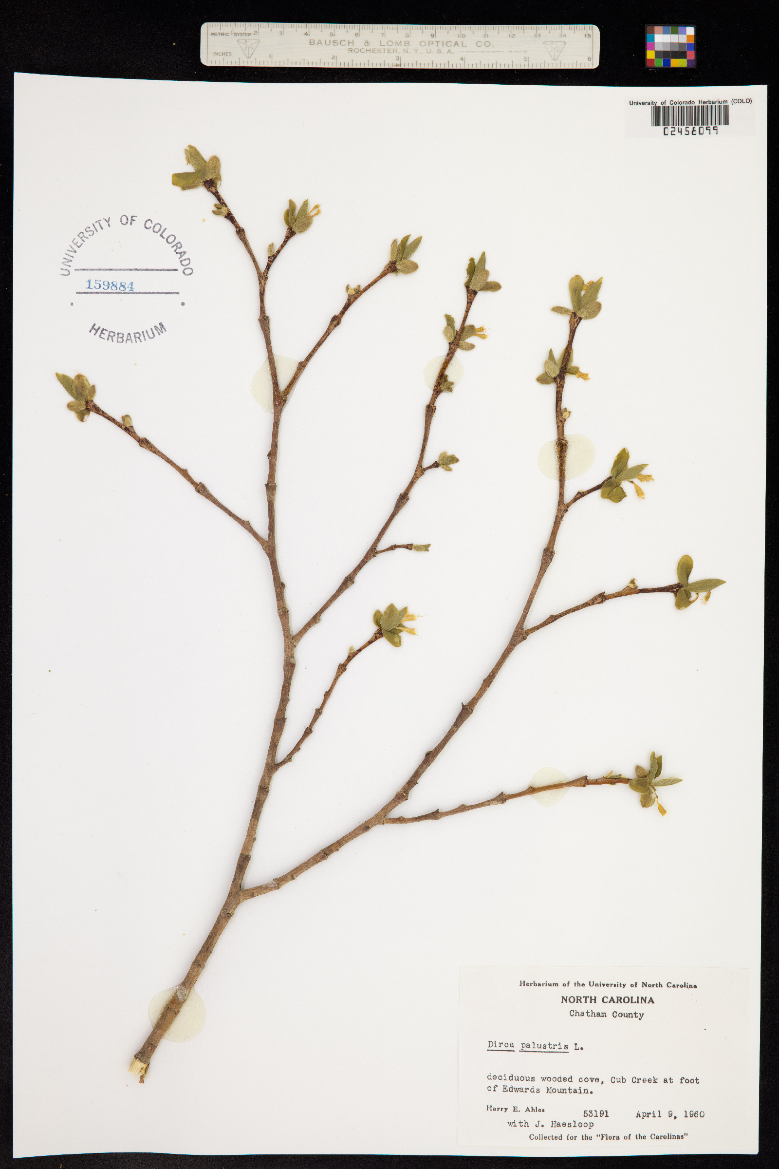 Dirca palustris image