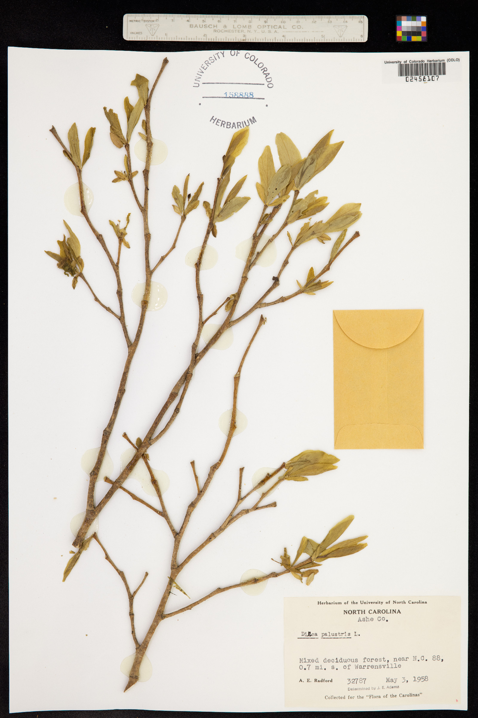 Dirca palustris image