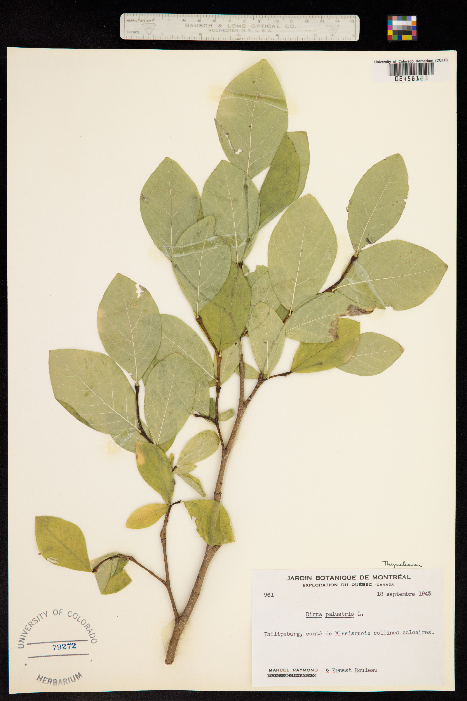 Dirca palustris image
