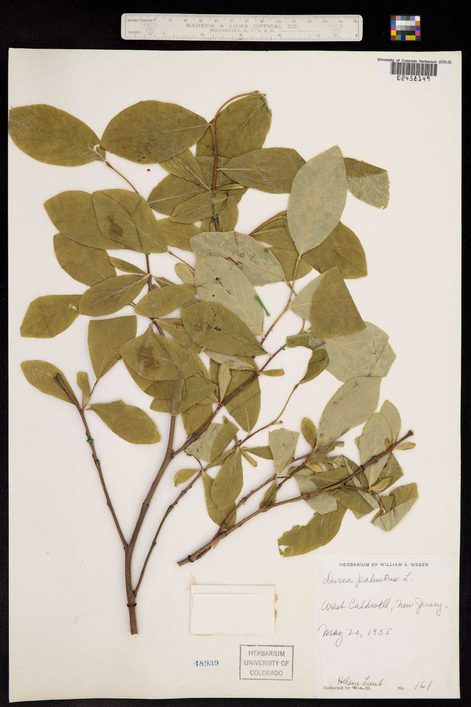 Dirca palustris image