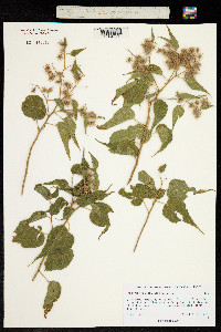 Heliocarpus attenuatus image
