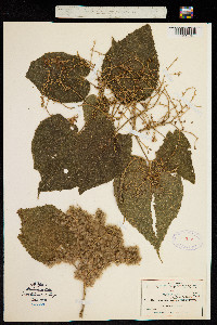 Heliocarpus reticulatus image