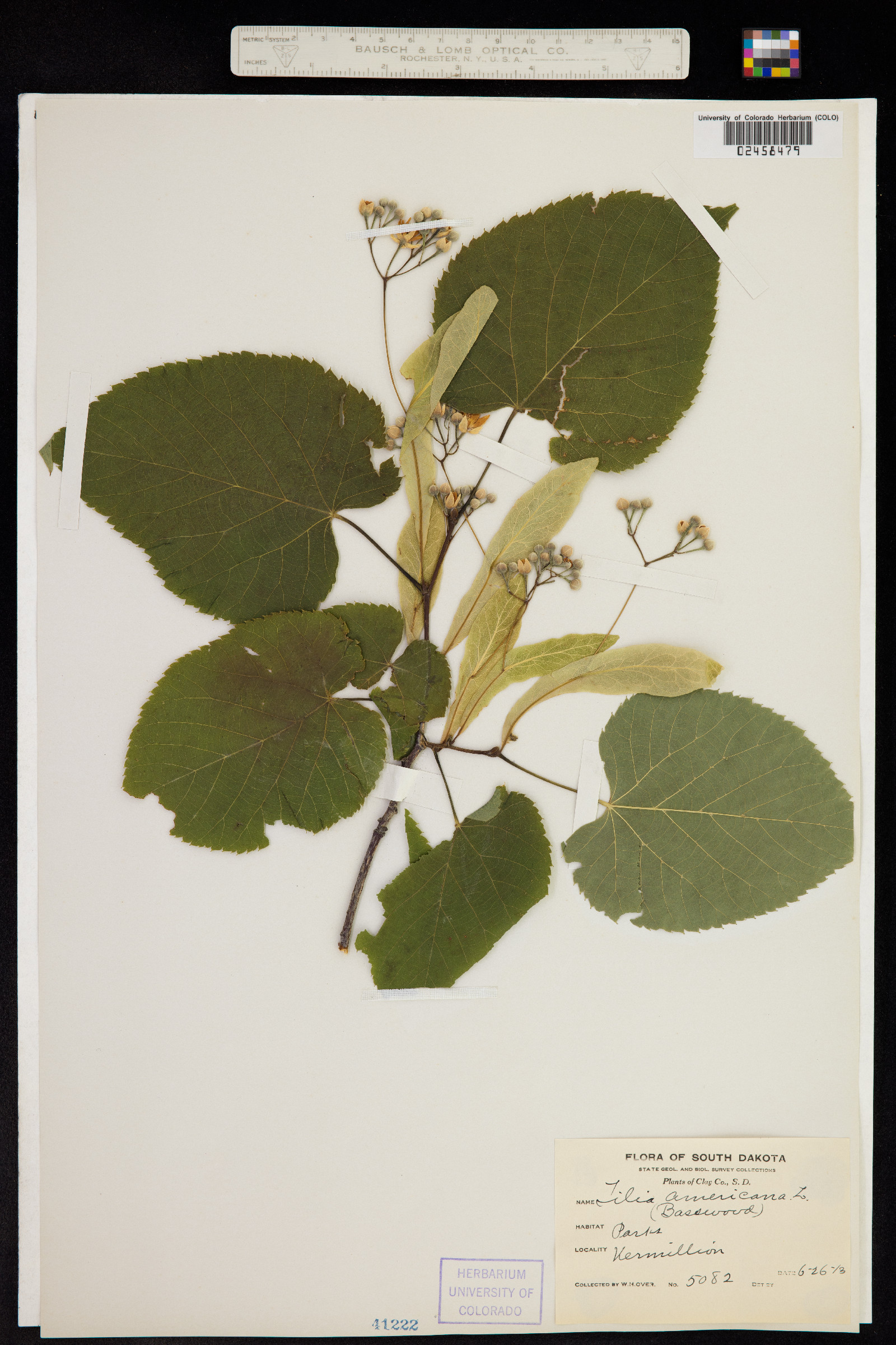 Tilia americana image