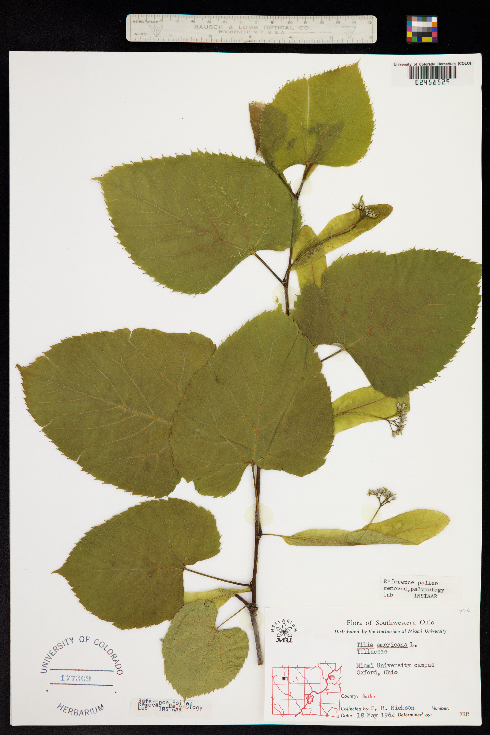 Tilia image
