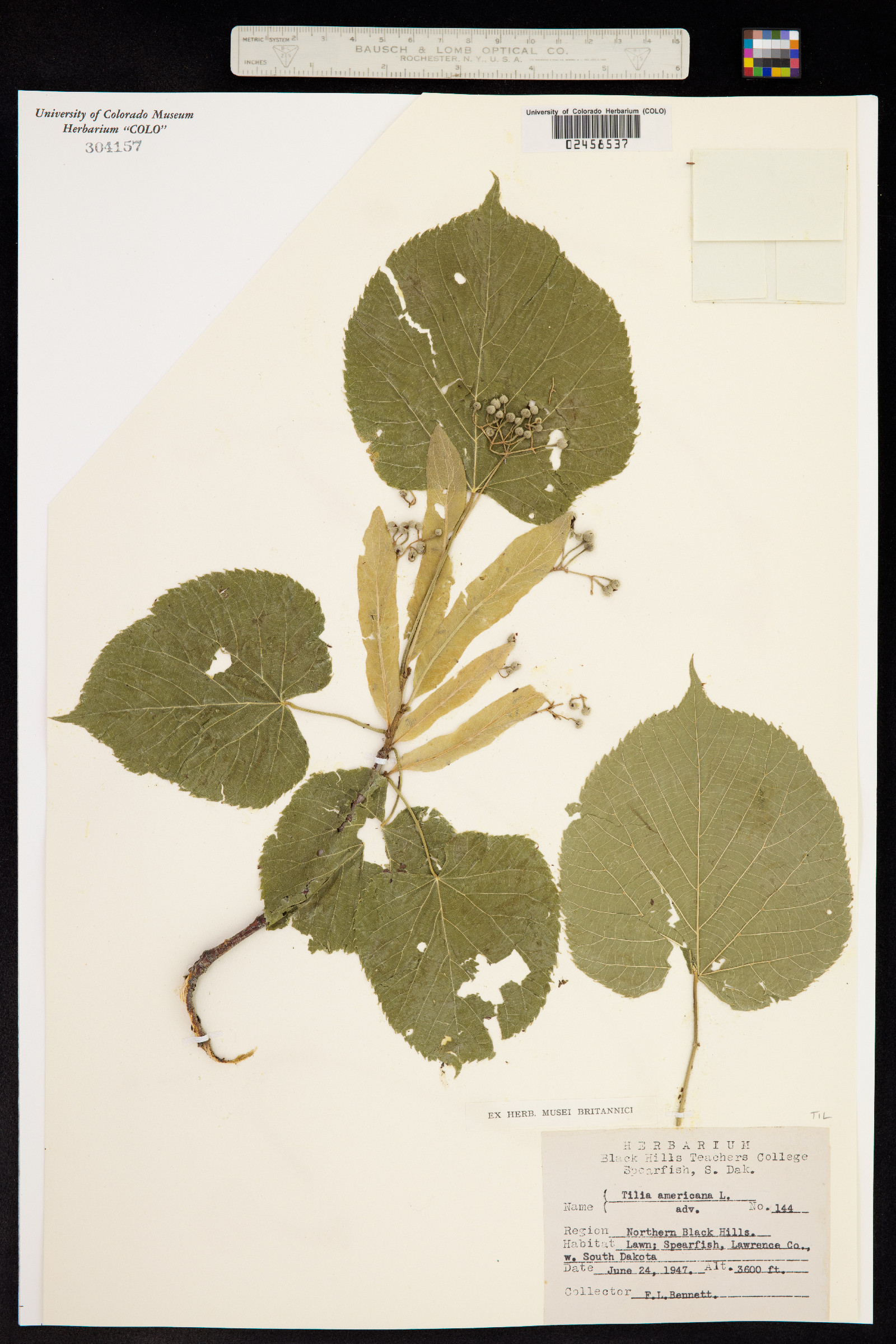 Tilia image