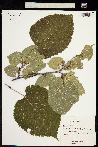 Image of Tilia americana