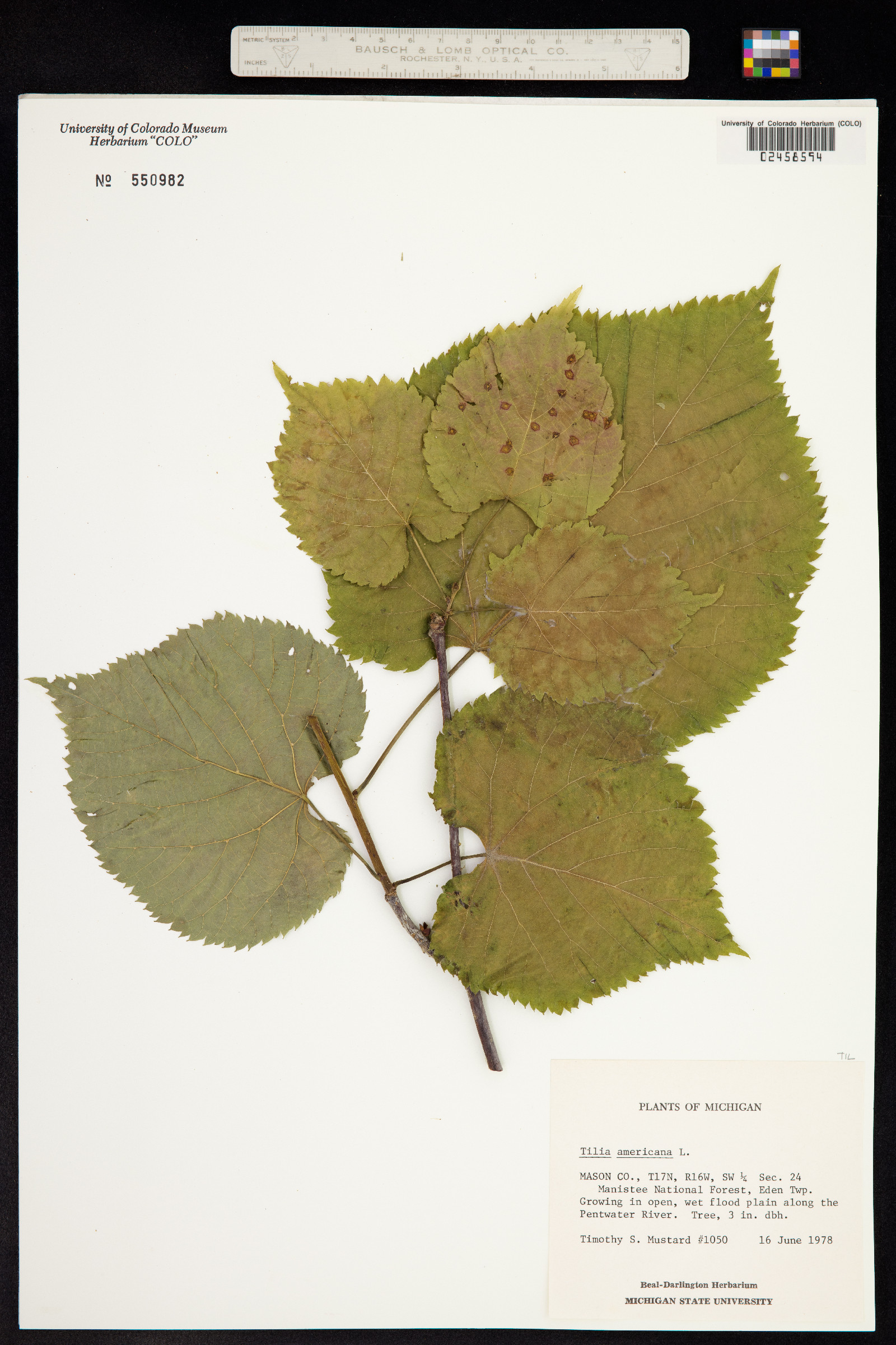Tilia americana image
