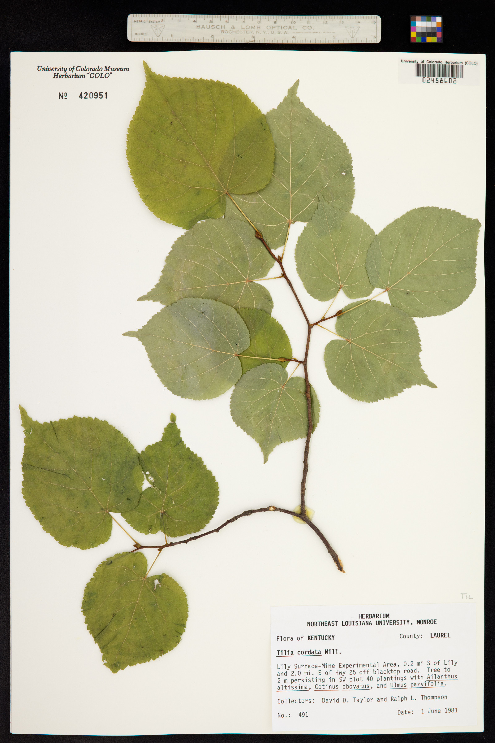 Tilia cordata image