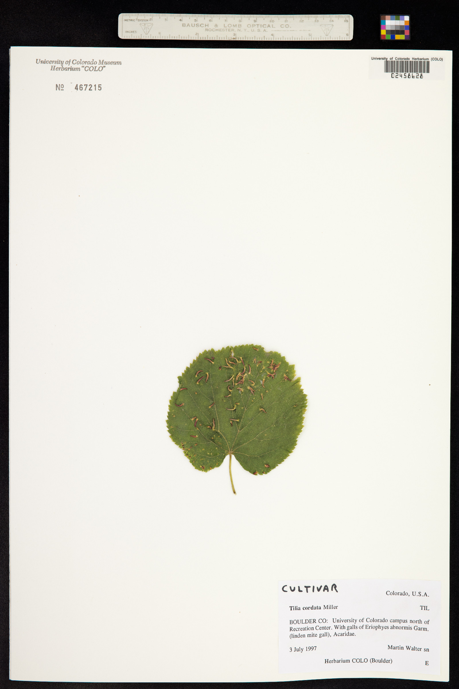 Tilia cordata image