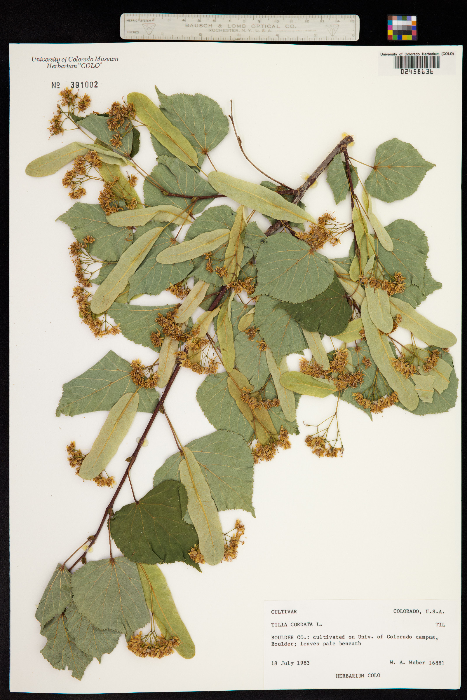 Tilia cordata image