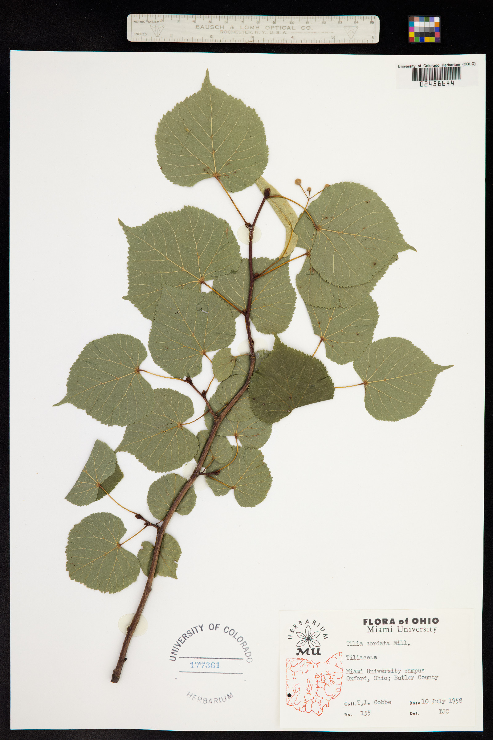 Tilia cordata image