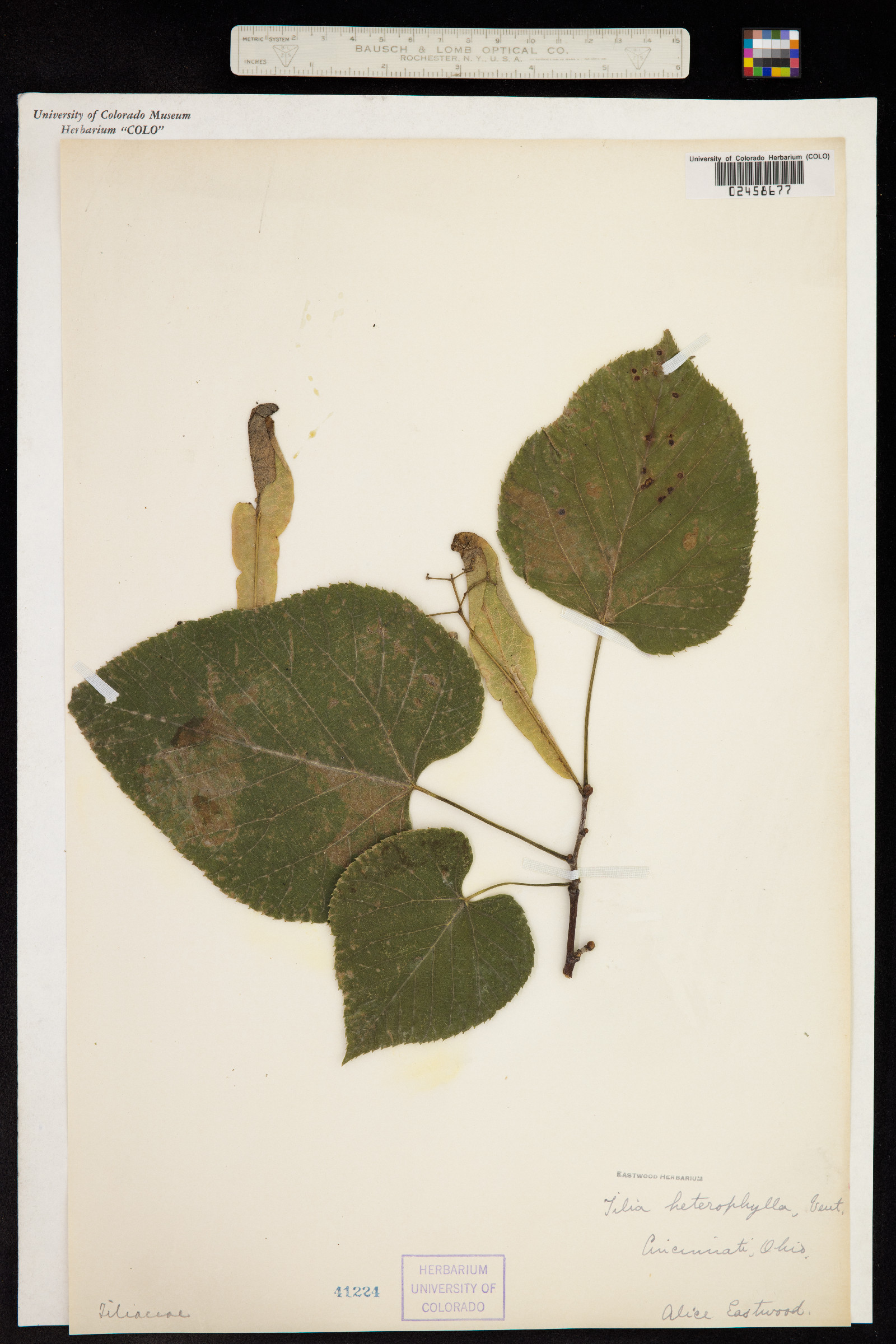 Tilia americana var. heterophylla image
