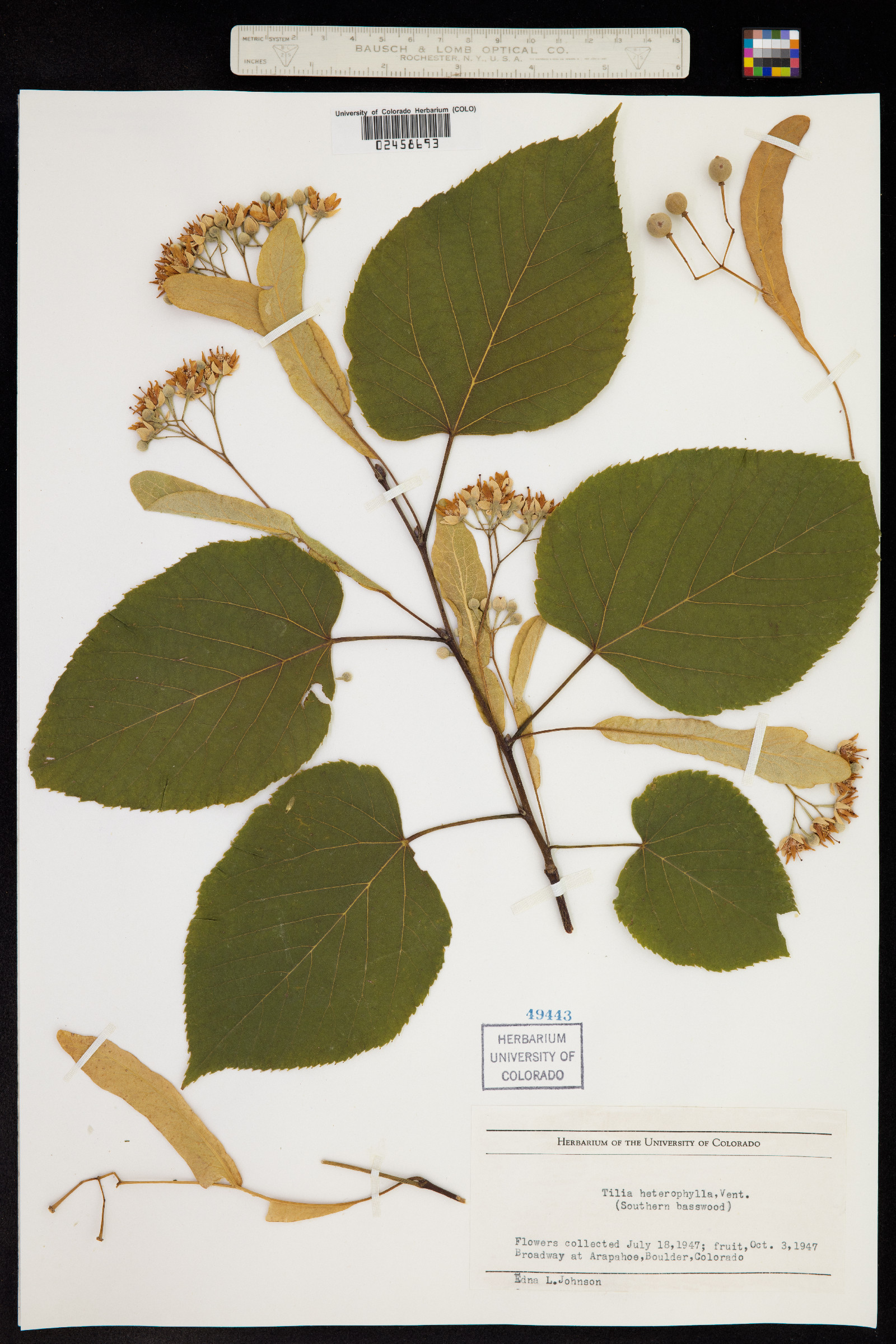 Tilia americana var. heterophylla image