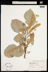 Tilia heterophylla image