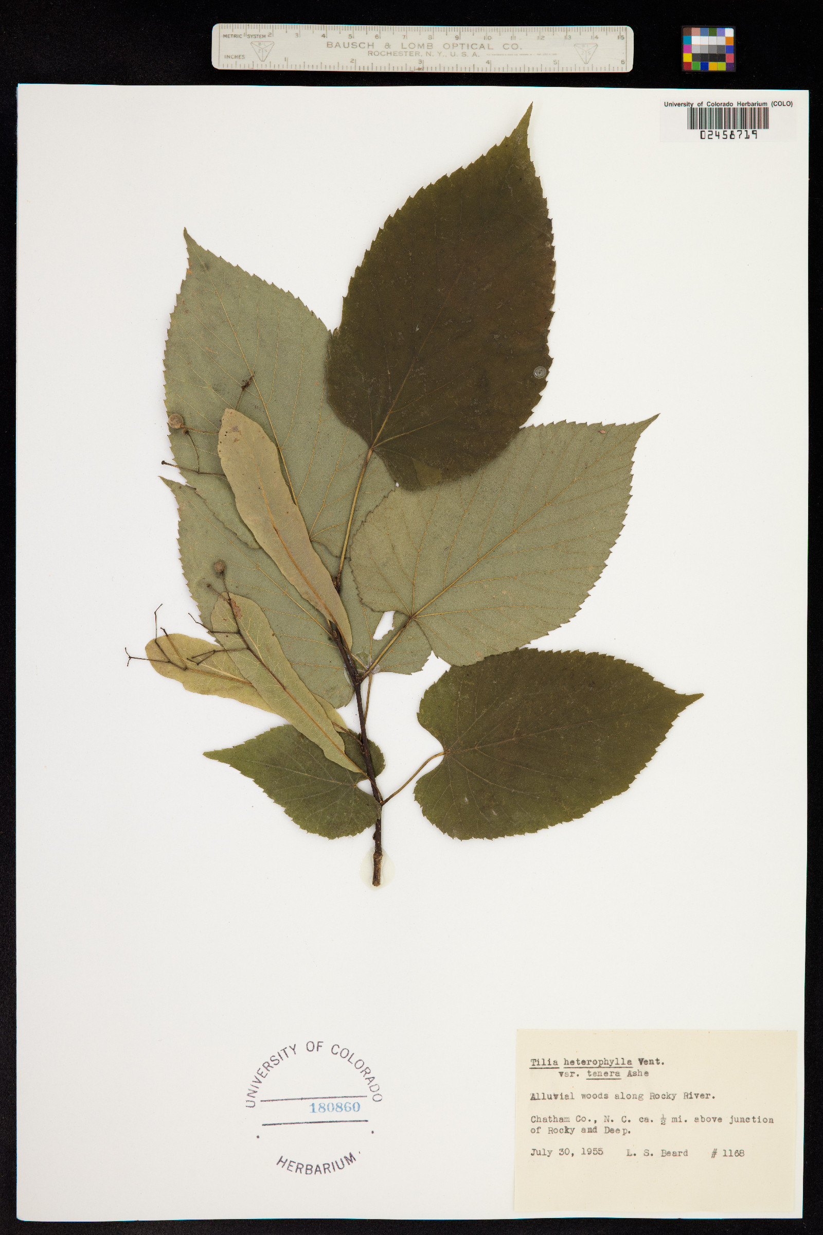 Tilia image