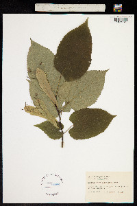 Tilia americana var. heterophylla image