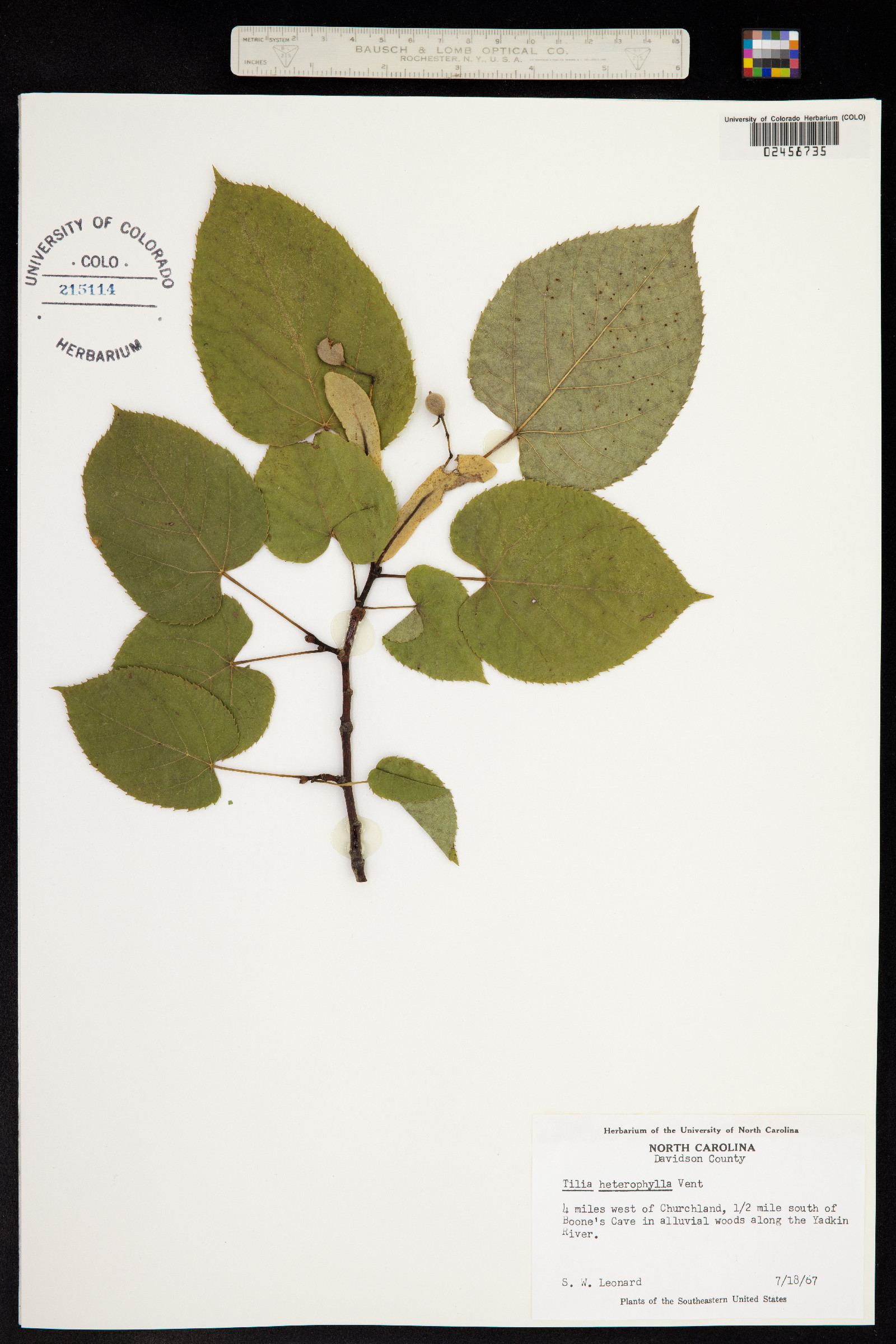 Tilia americana var. heterophylla image