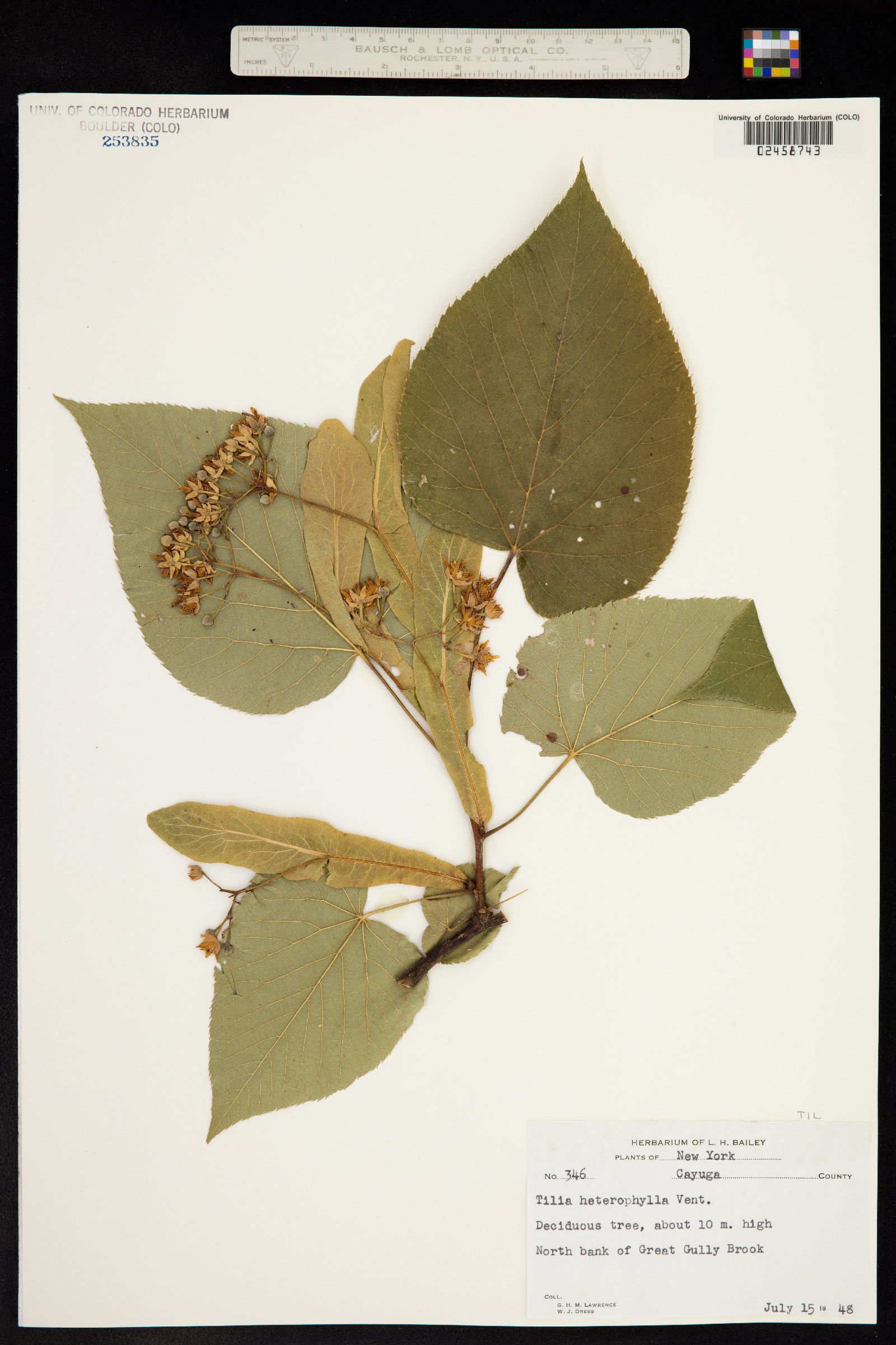 Tilia americana image