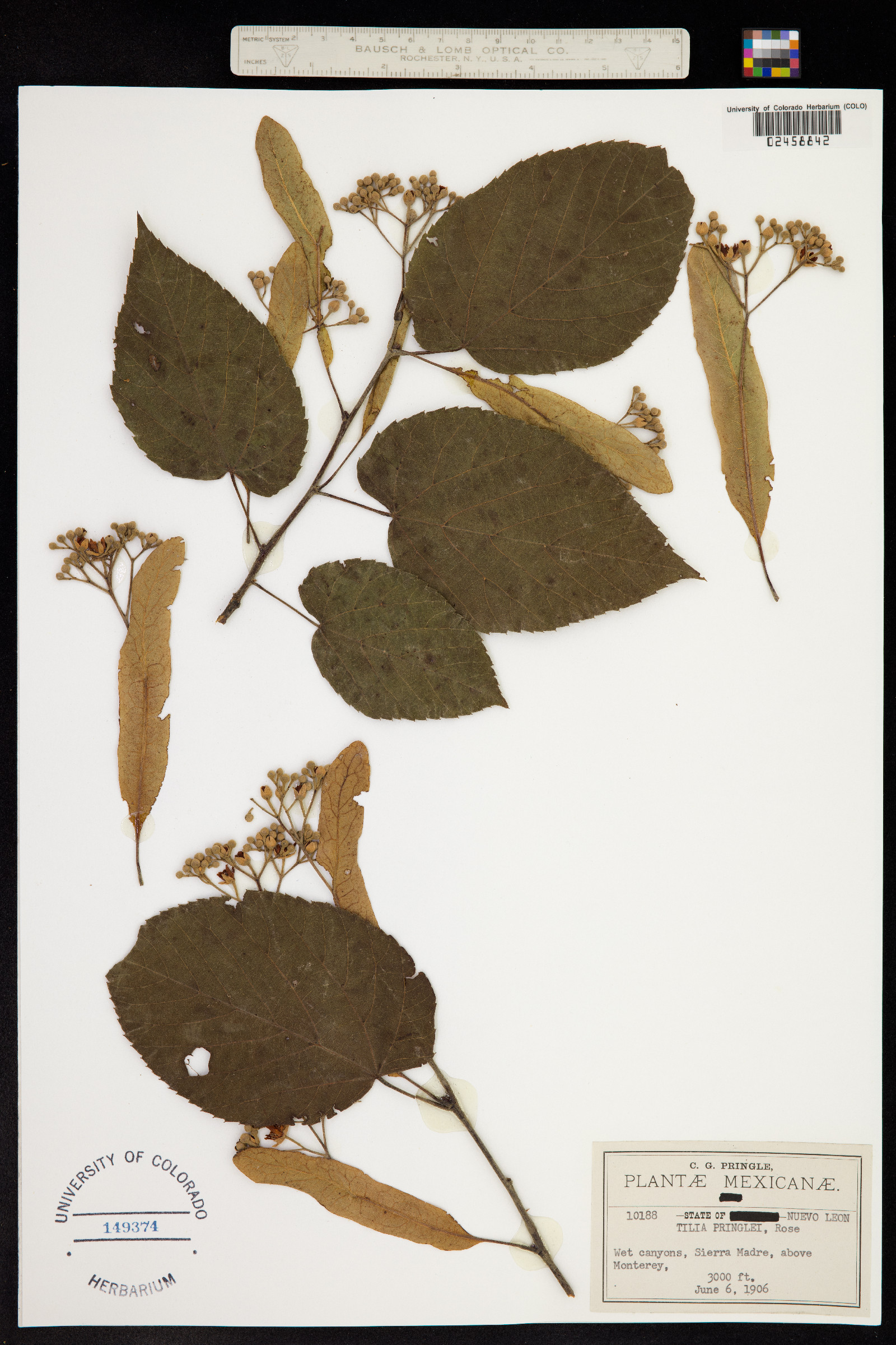 Tilia pringlei image