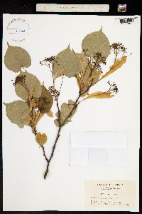 Image of Tilia japonica