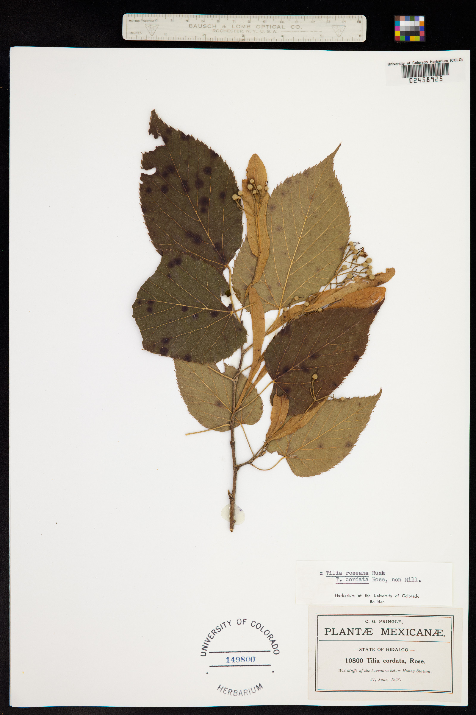 Tilia cordata image