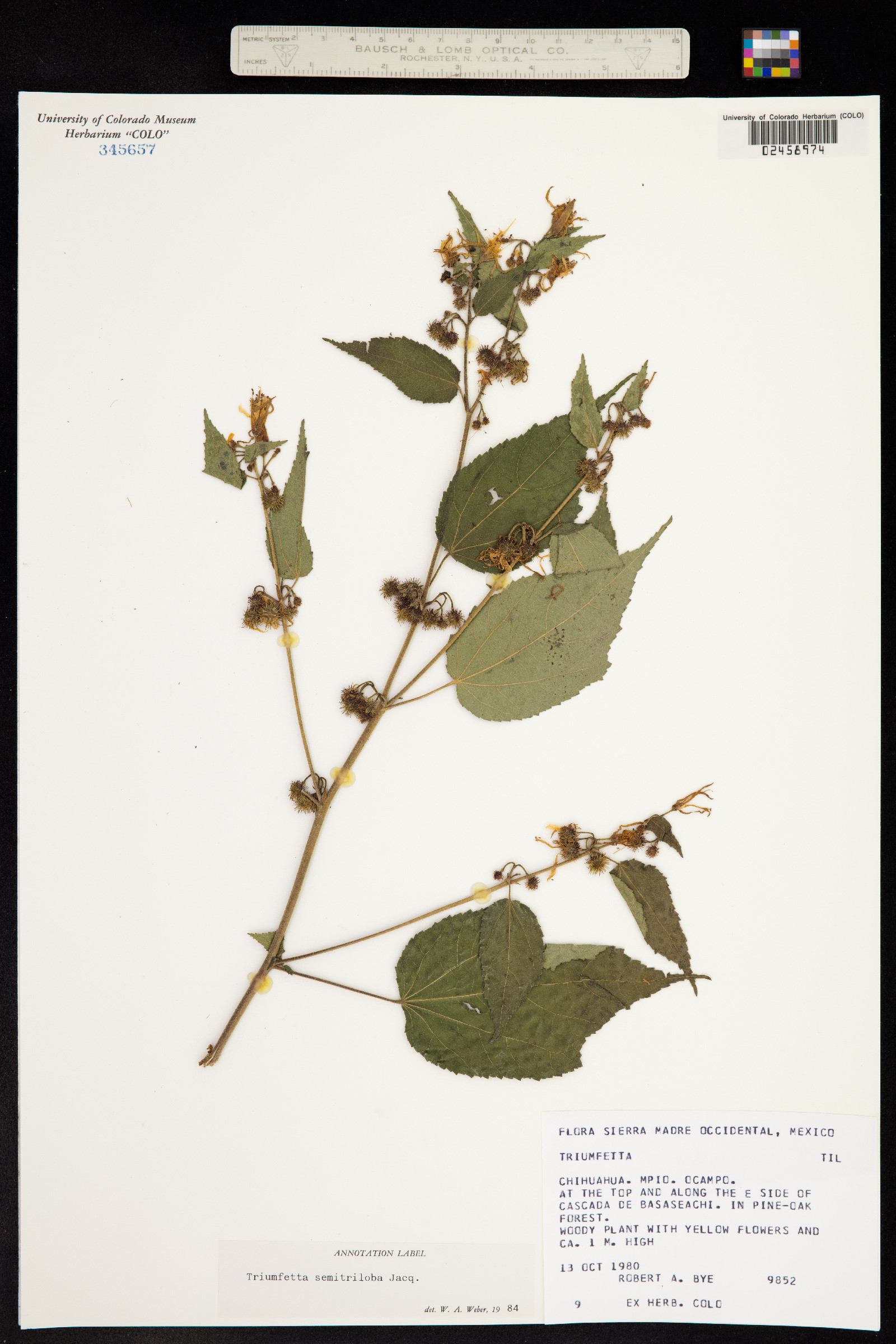 Triumfetta semitriloba image