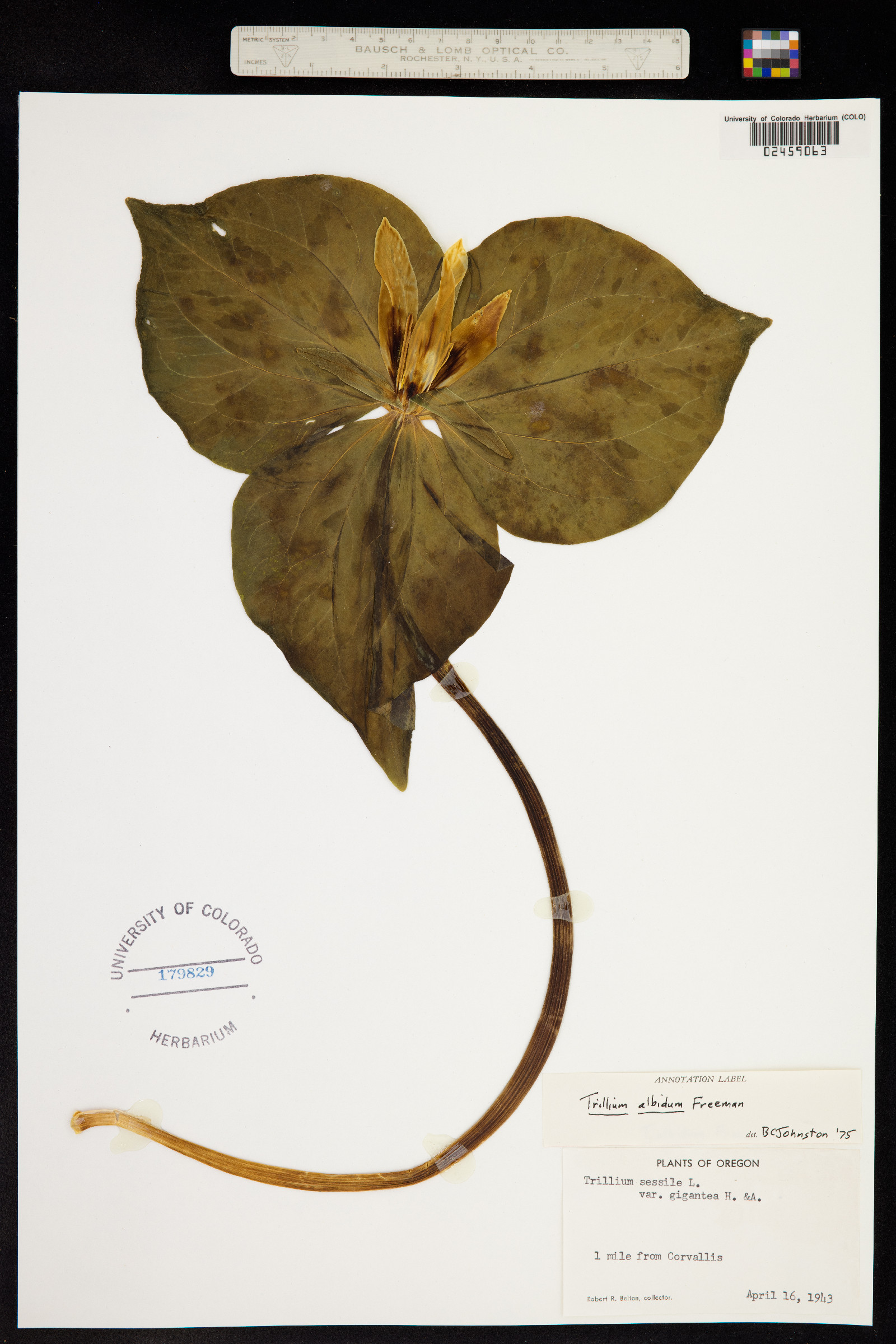Trillium albidum image