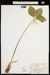 Image of Trillium catesbaei