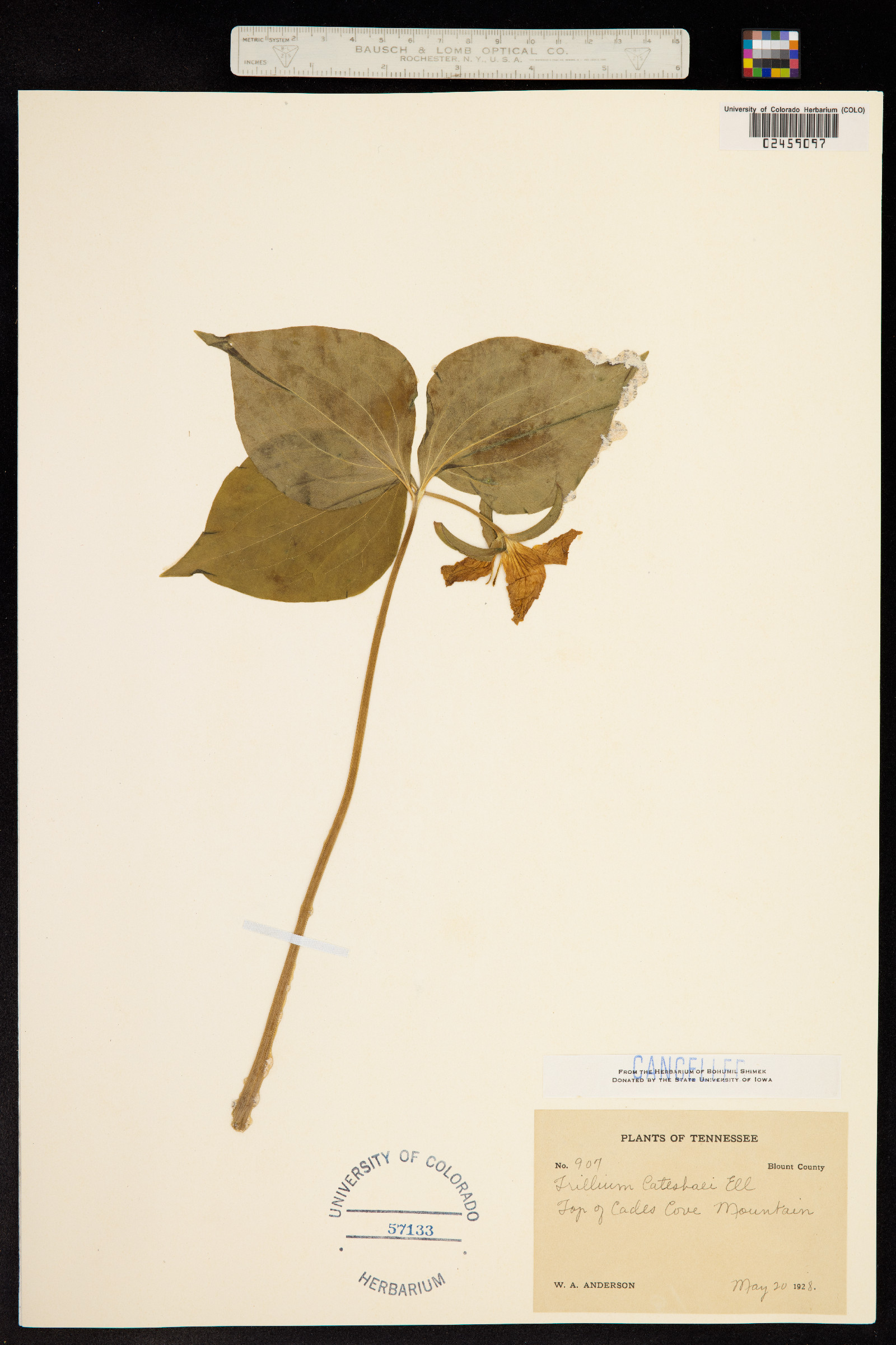 Trillium catesbaei image