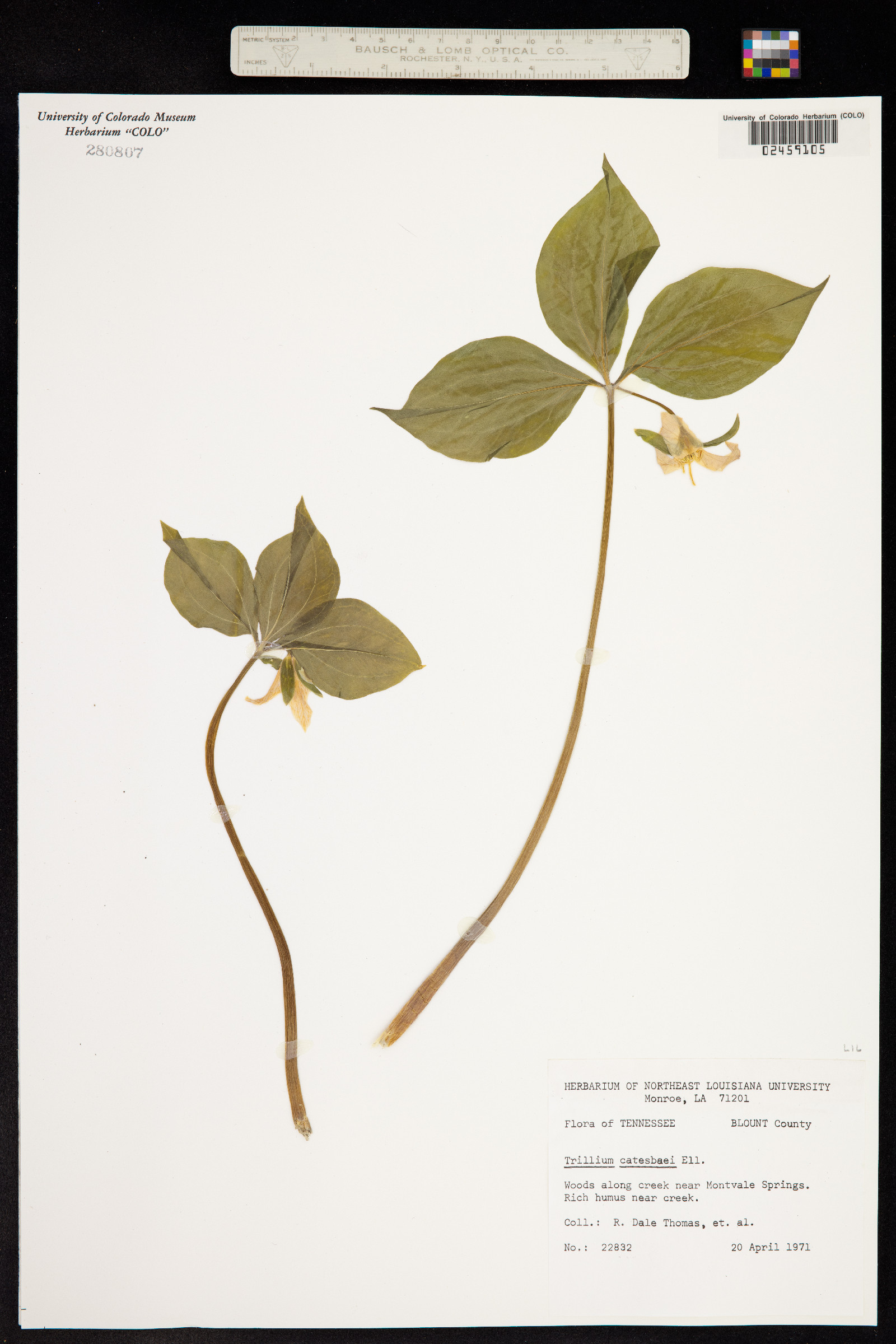 Trillium catesbaei image