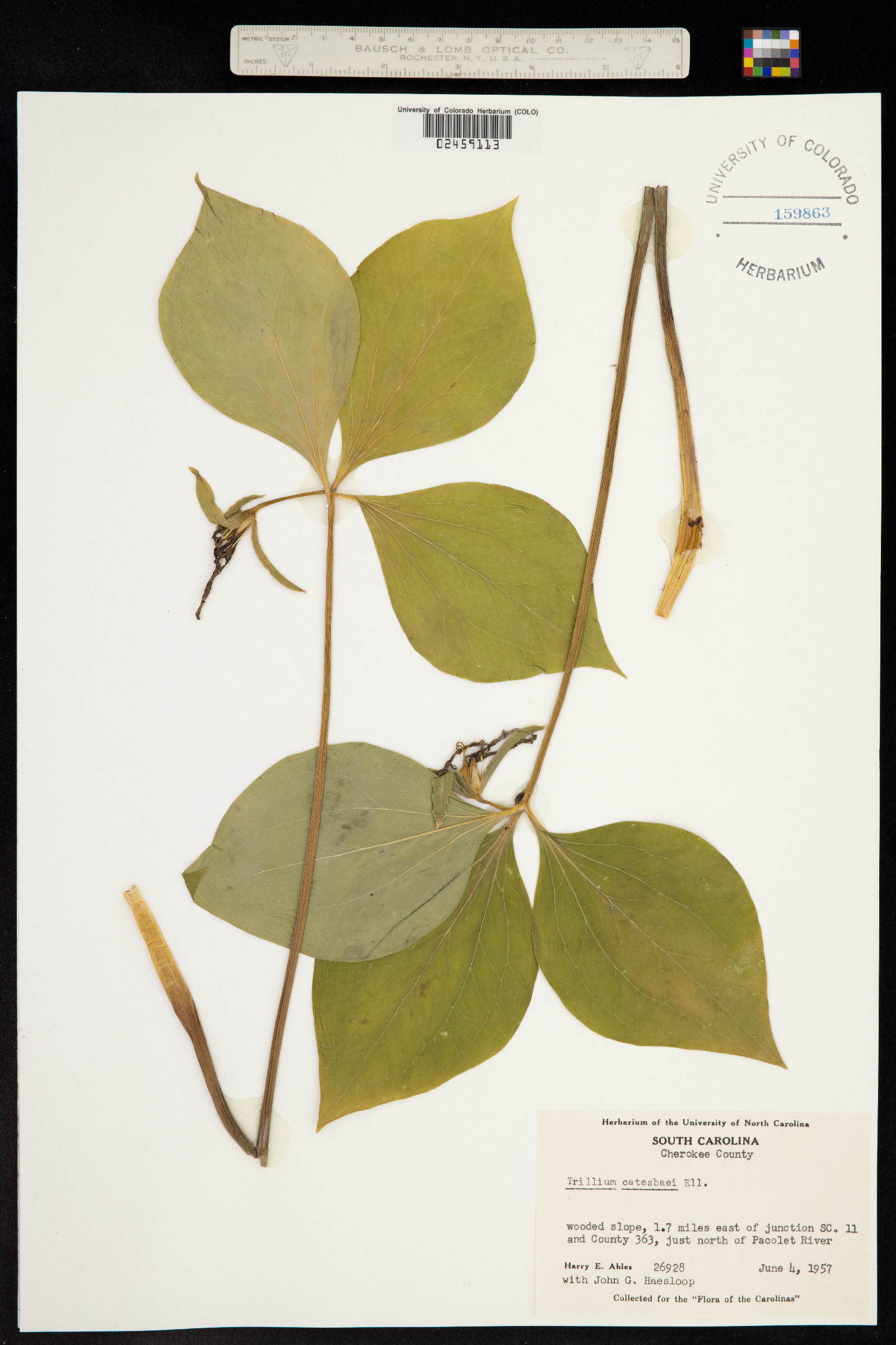 Trillium catesbaei image