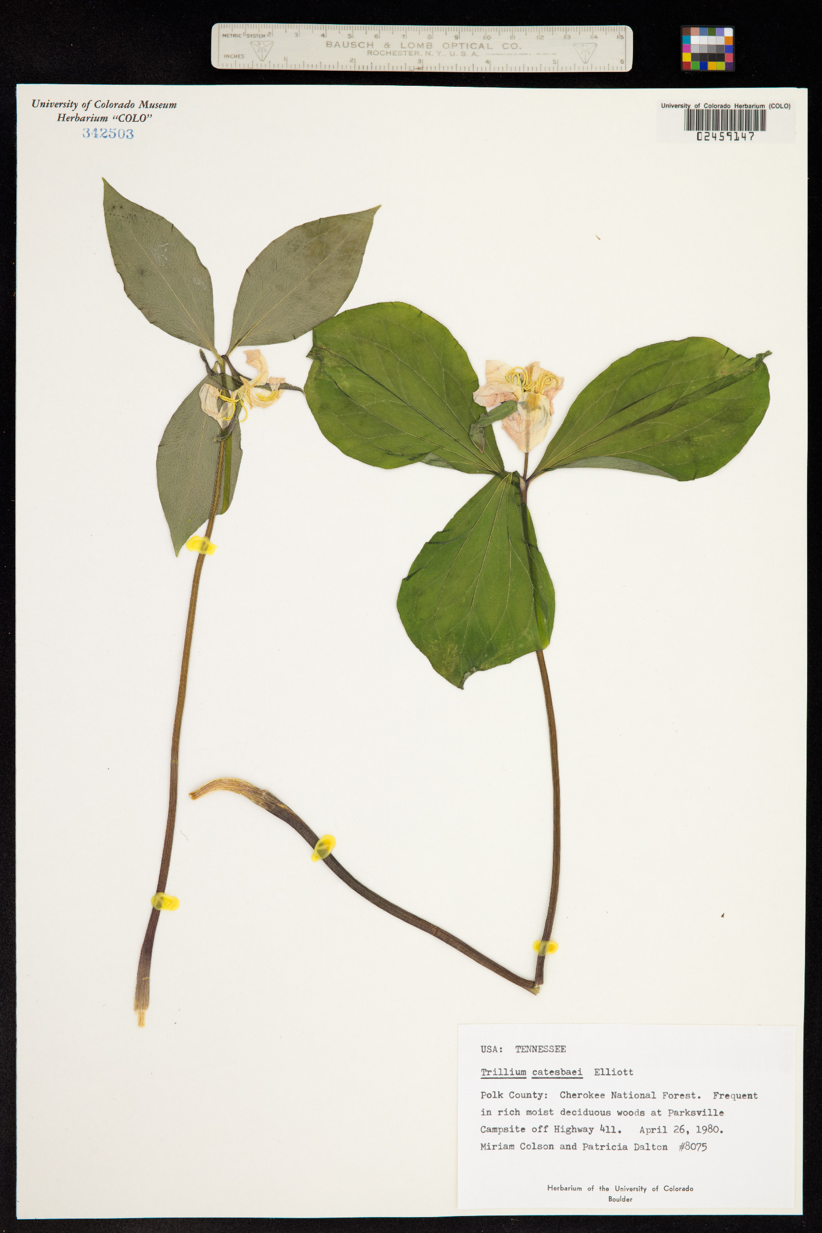 Trillium catesbaei image