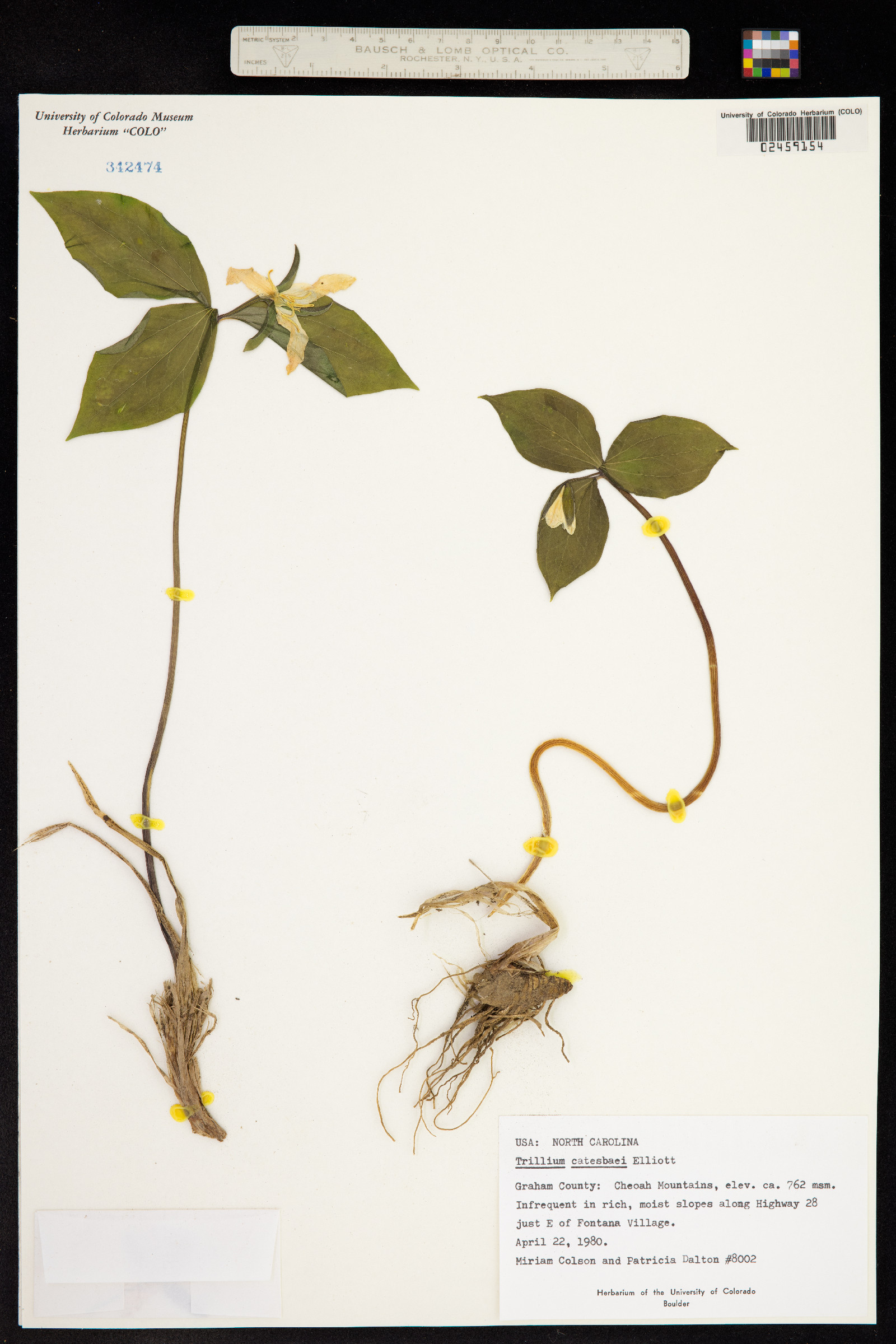 Trillium catesbaei image