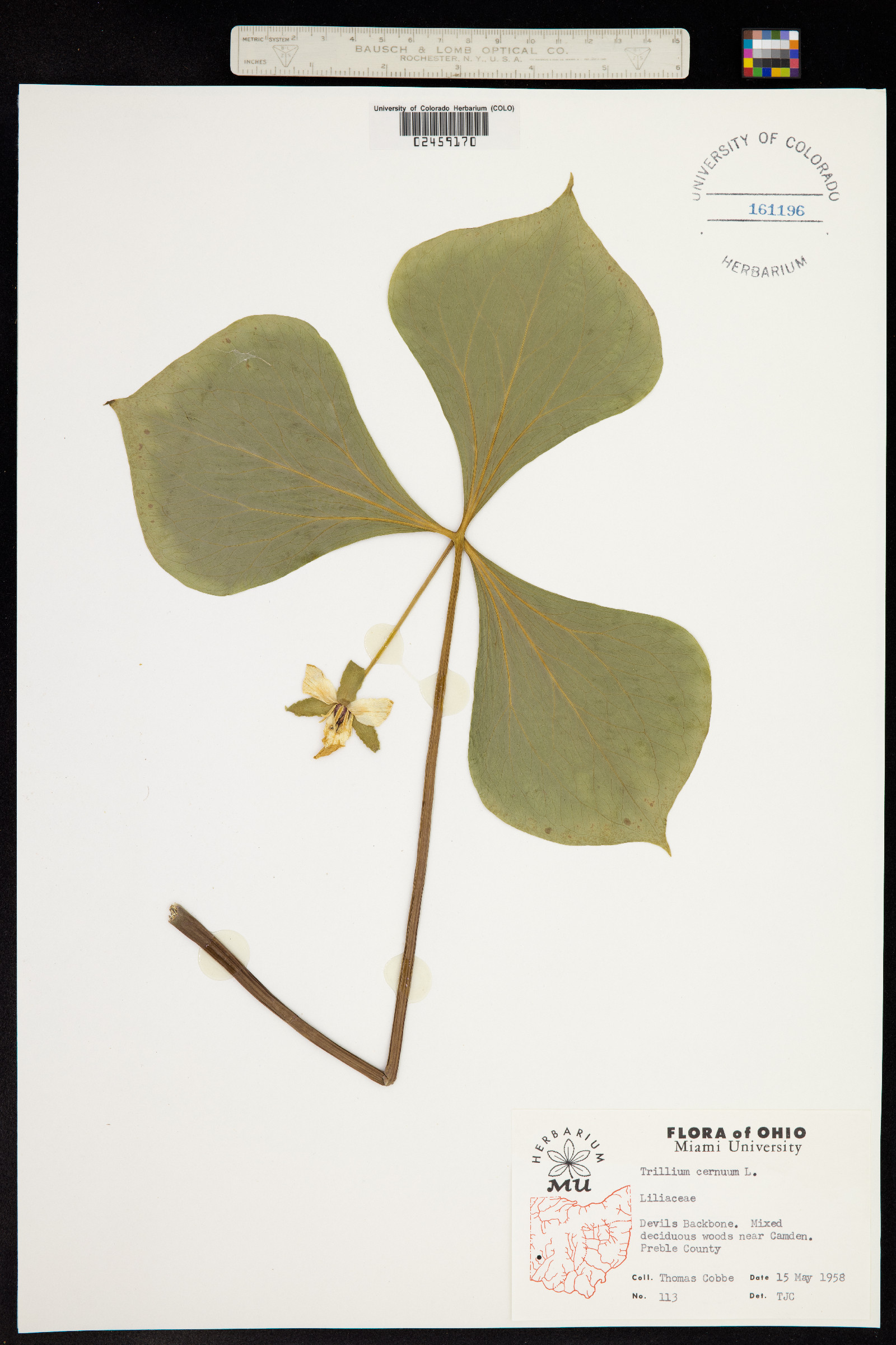 Trillium cernuum image