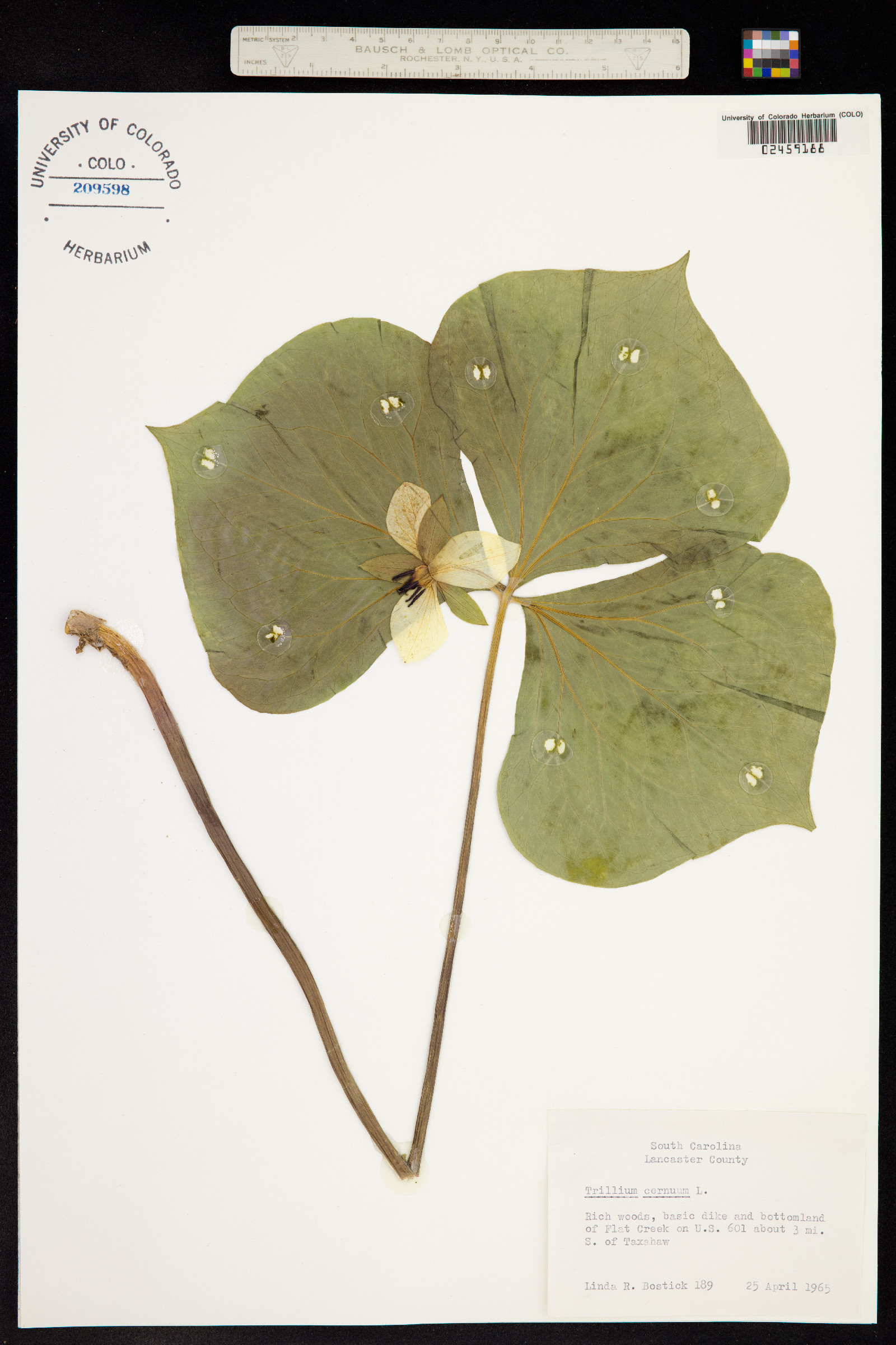 Trillium cernuum image