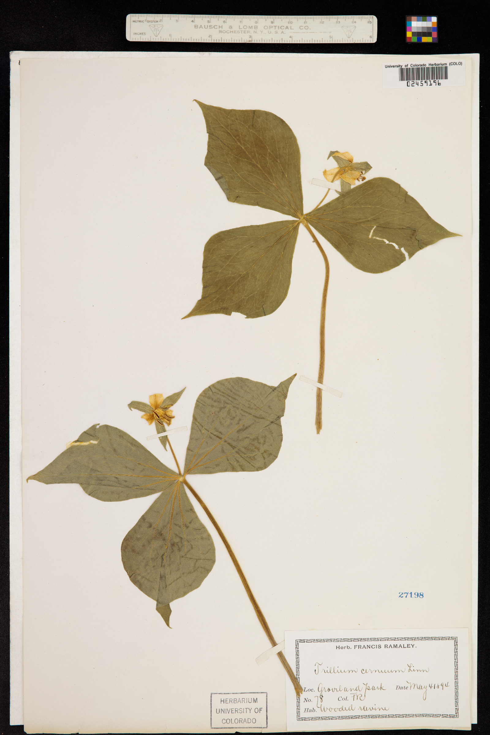Trillium cernuum image