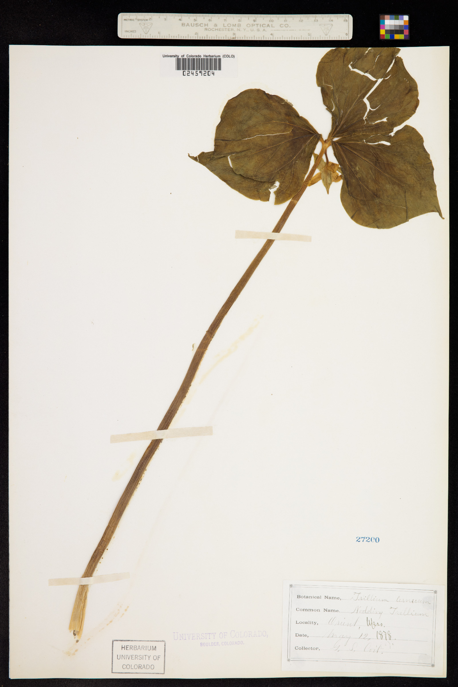 Trillium cernuum image