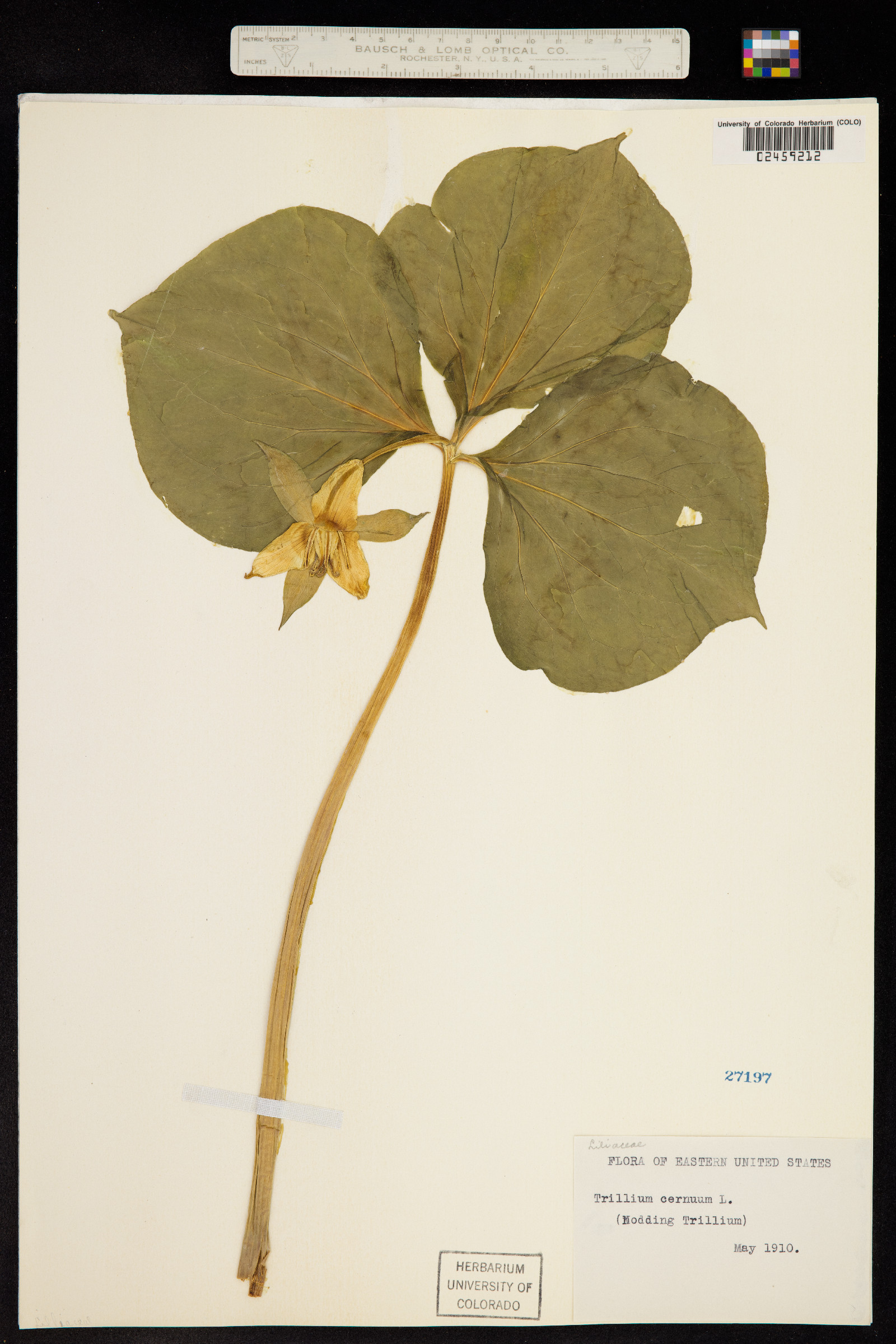 Trillium cernuum image