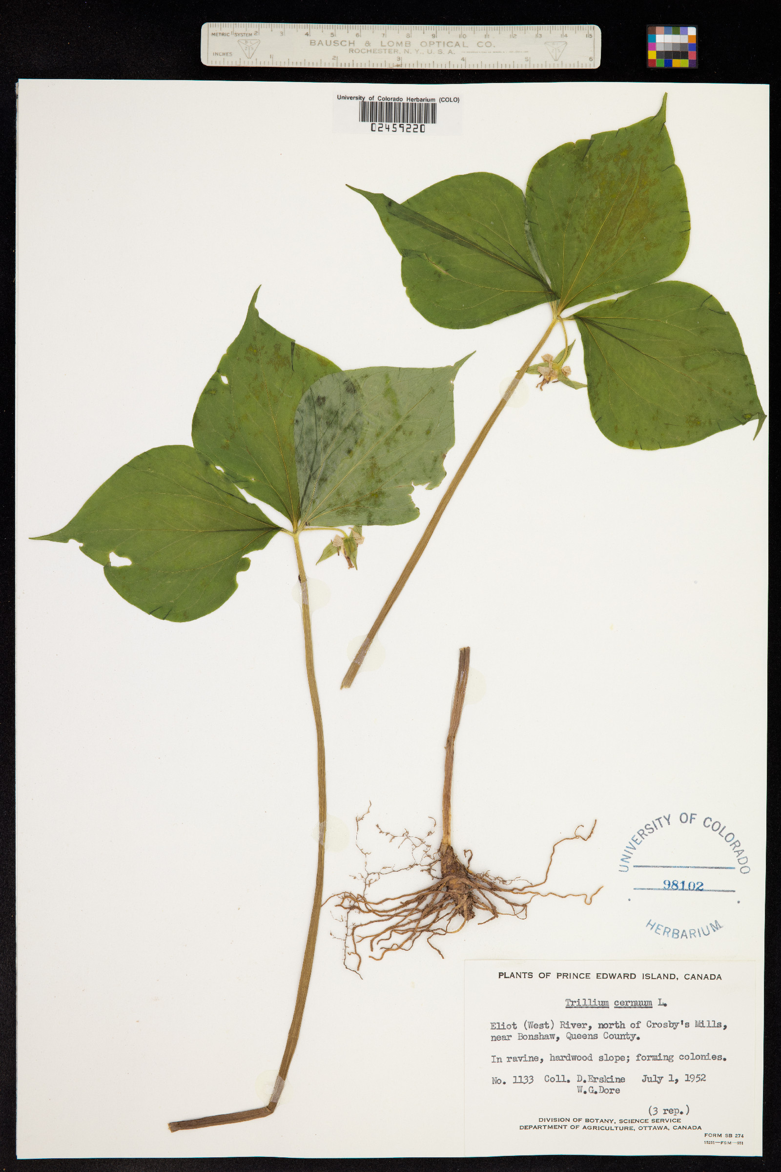 Trillium cernuum image