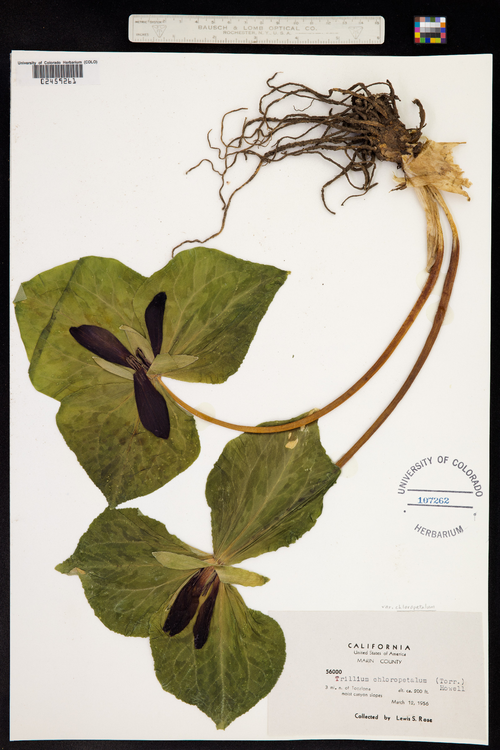 Trillium chloropetalum image