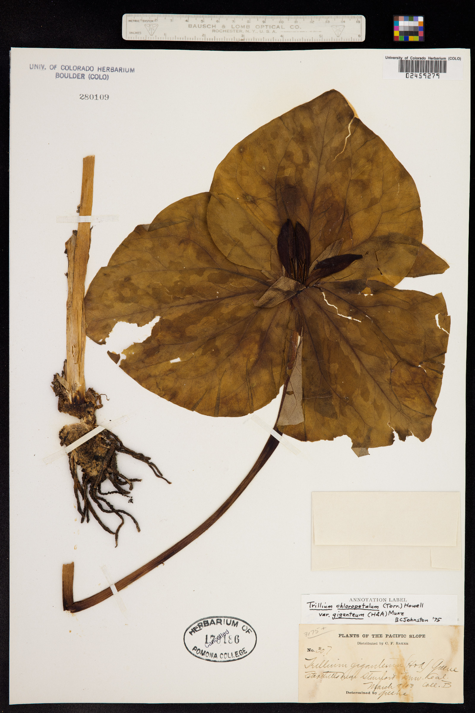 Trillium chloropetalum image