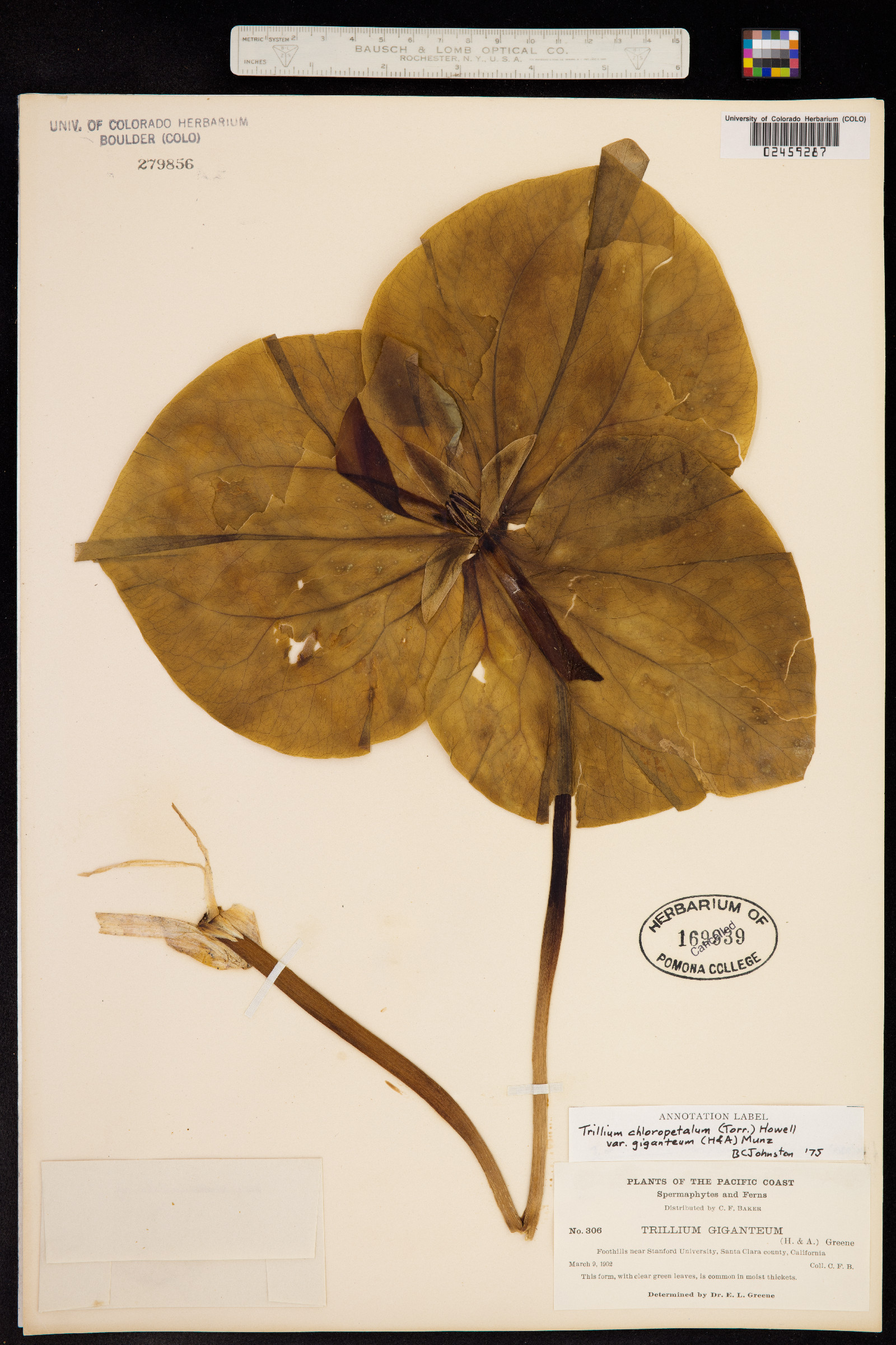 Trillium chloropetalum image