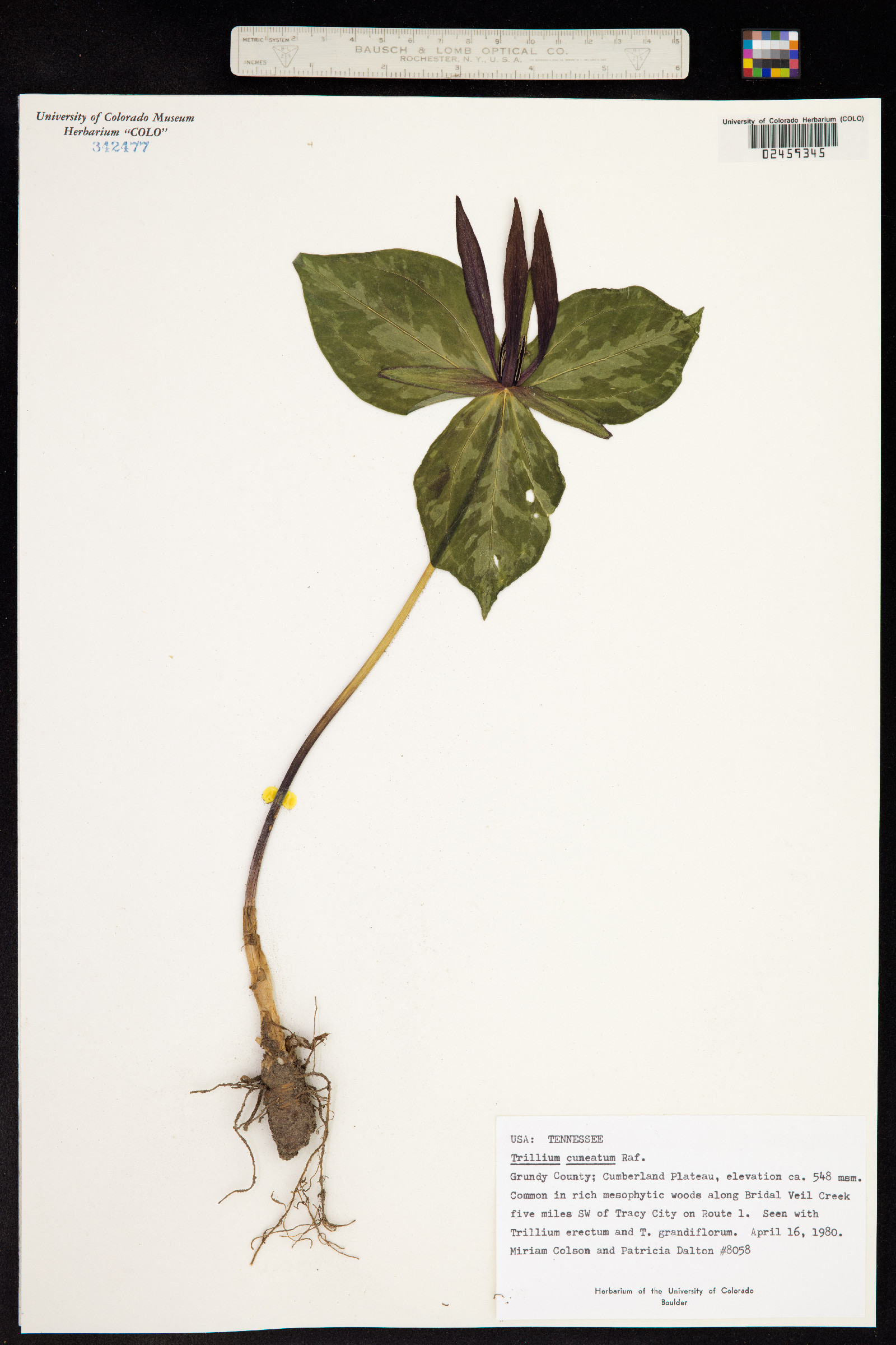 Trillium cuneatum image