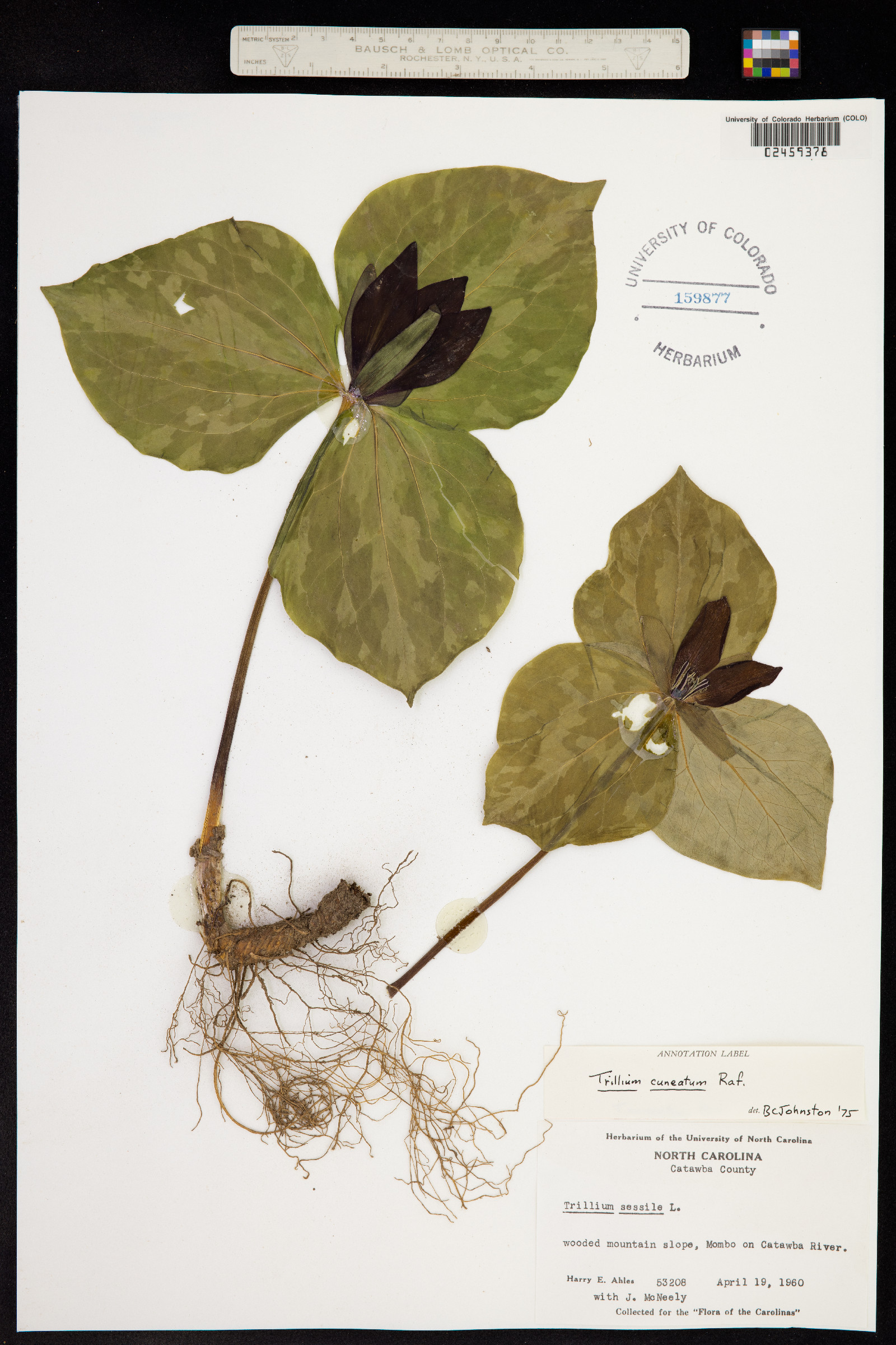Trillium cuneatum image