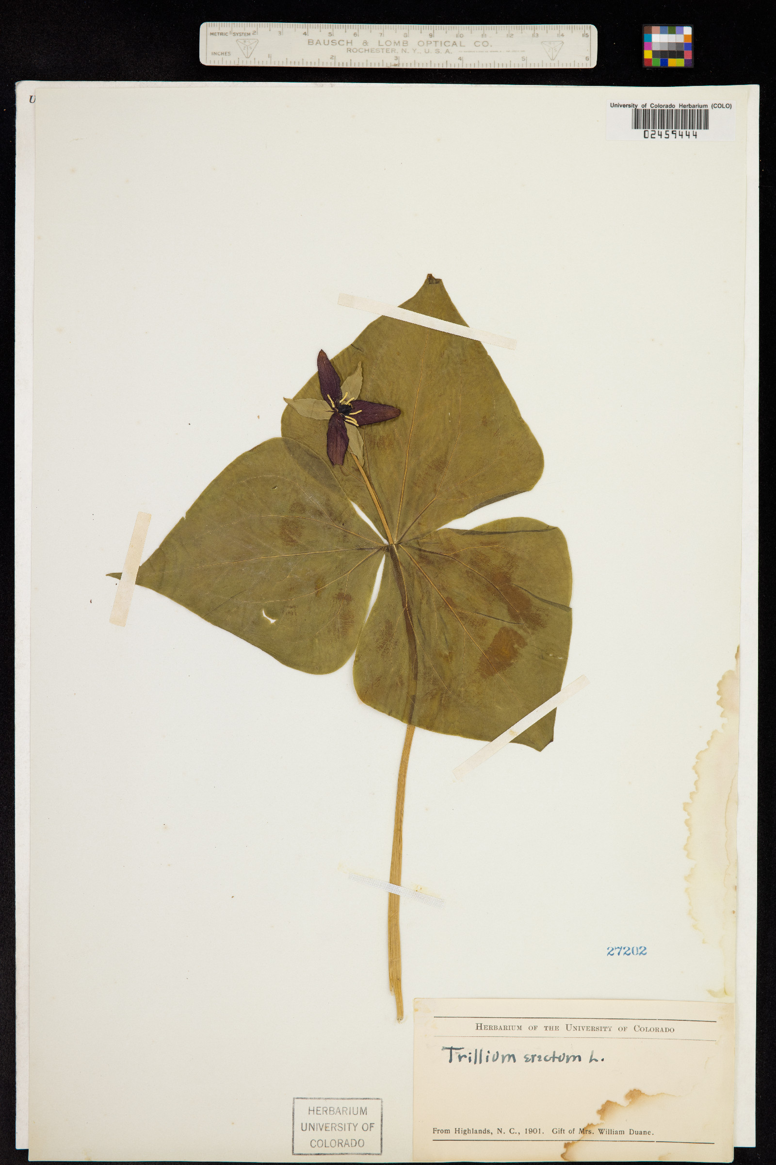 Trillium image