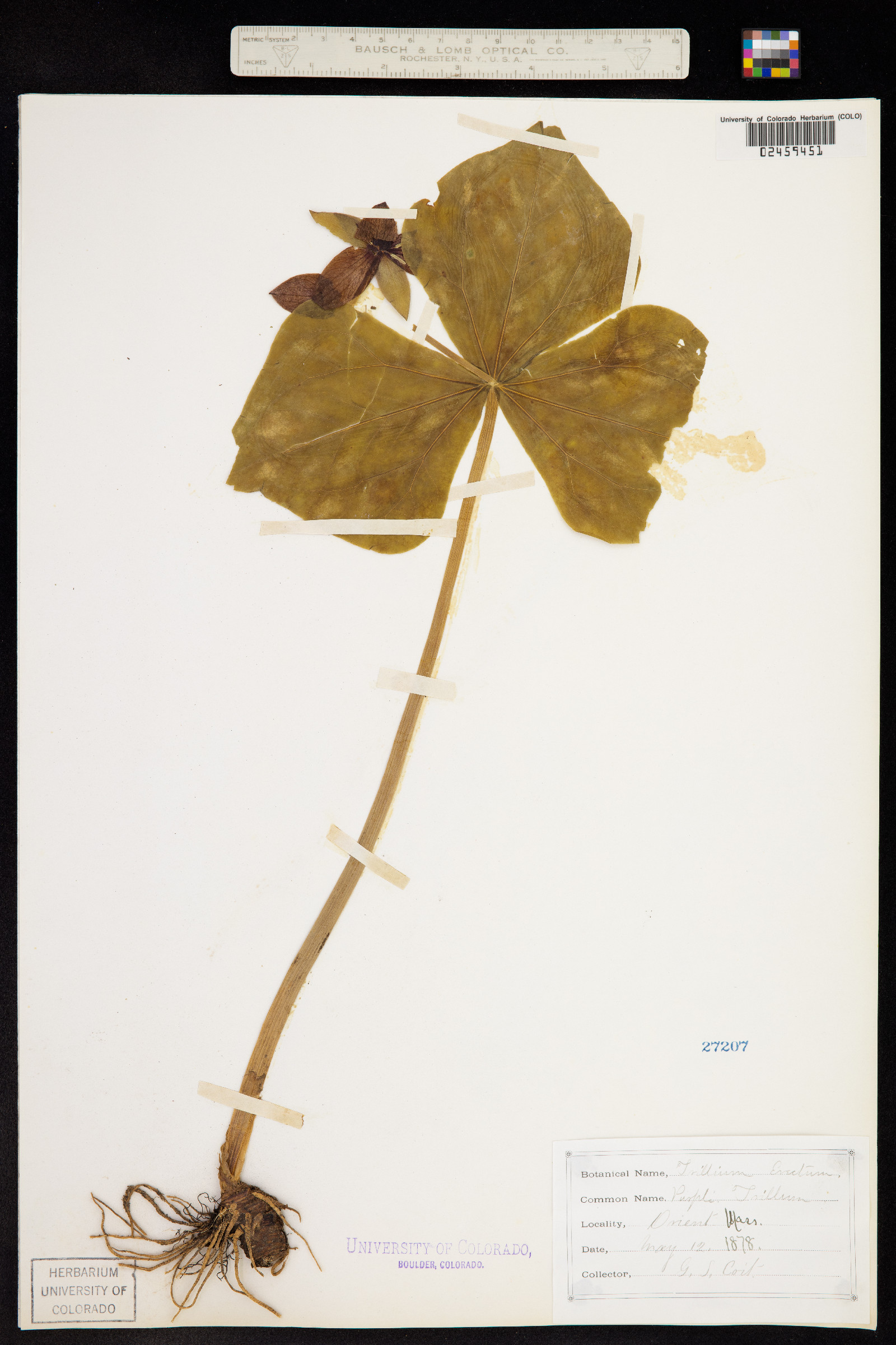 Trillium erectum image